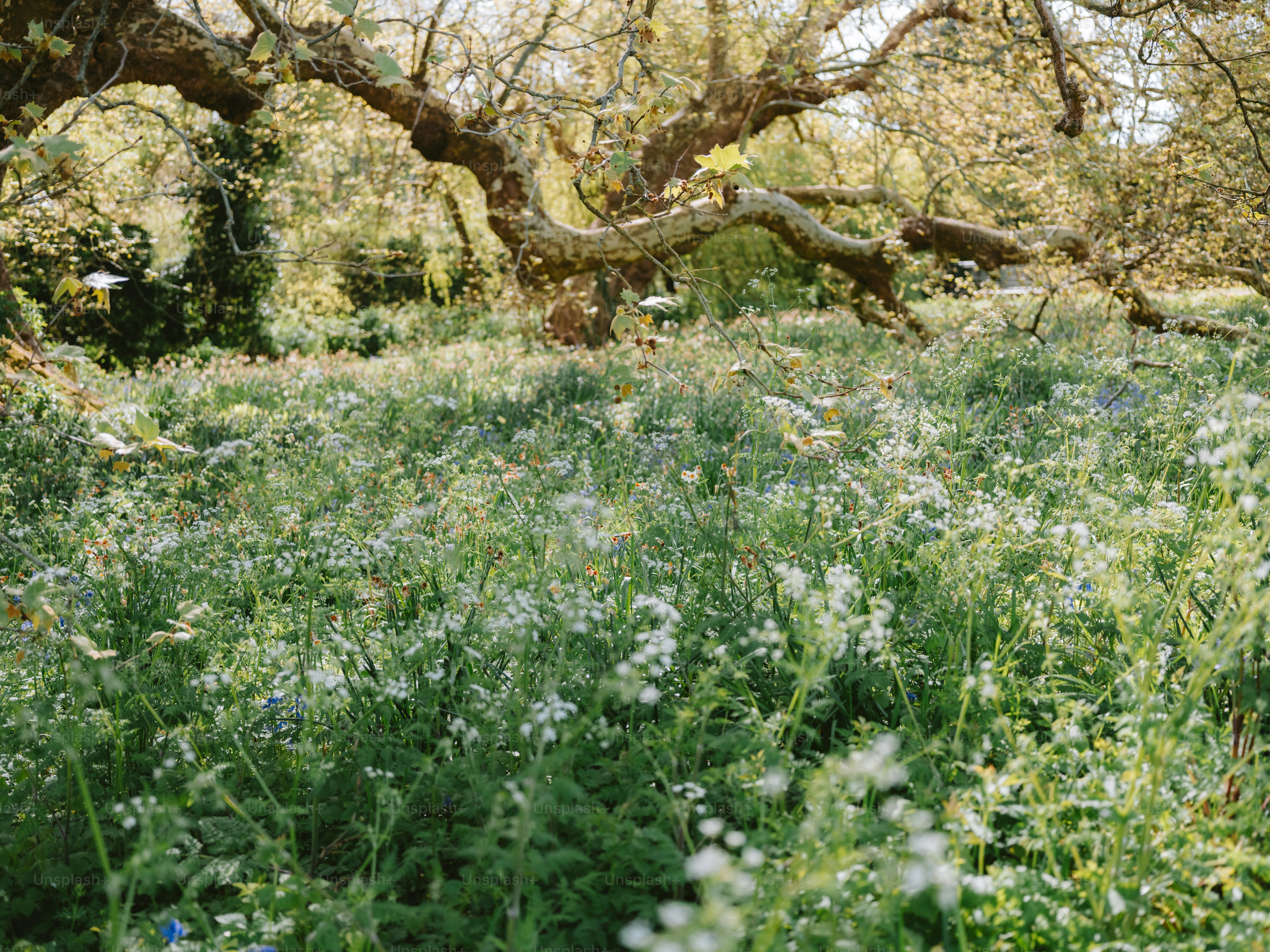Field of wildflowers beneath a large, gnarled tree