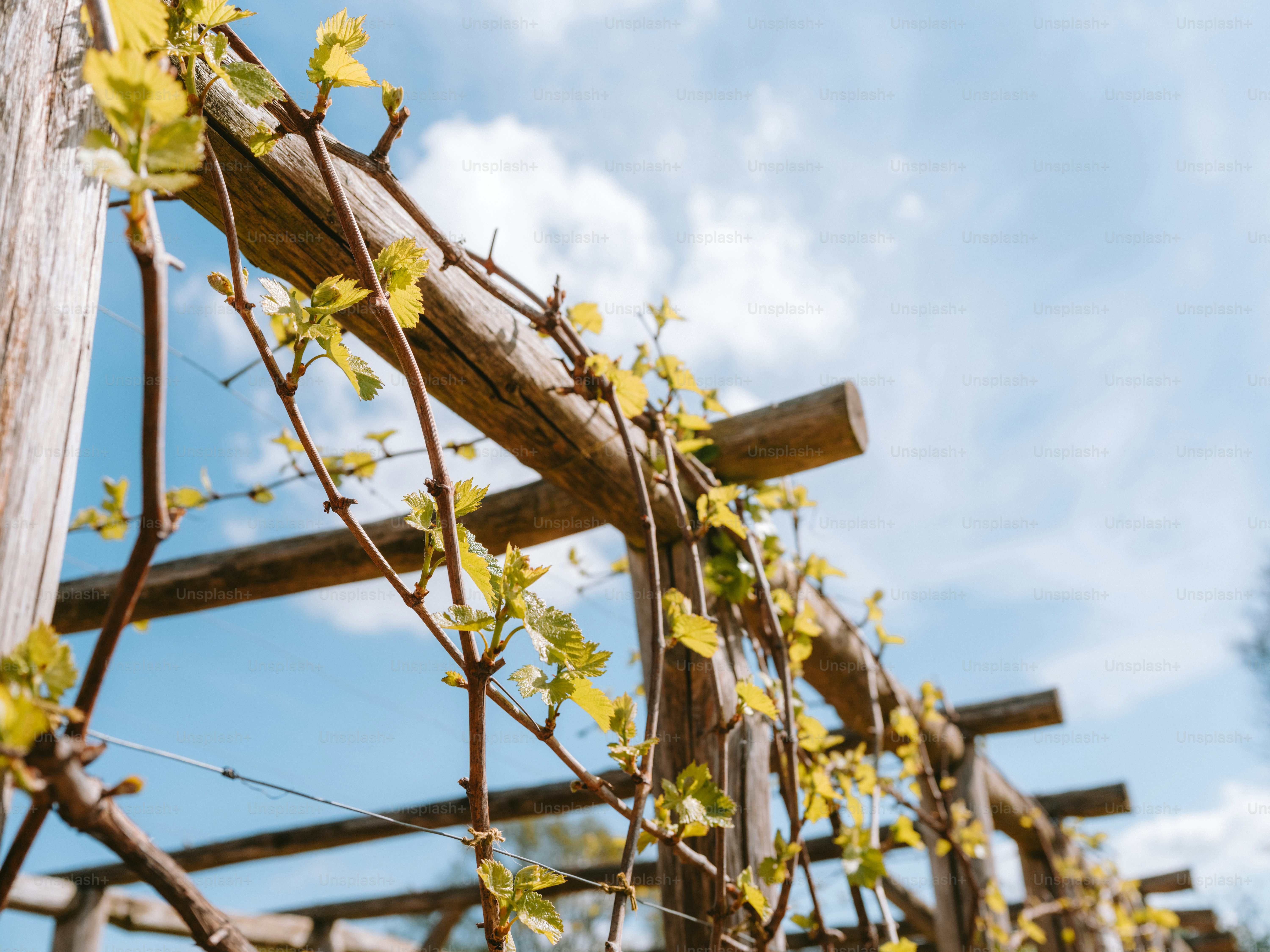 Young grapevines growing on a wooden pergola