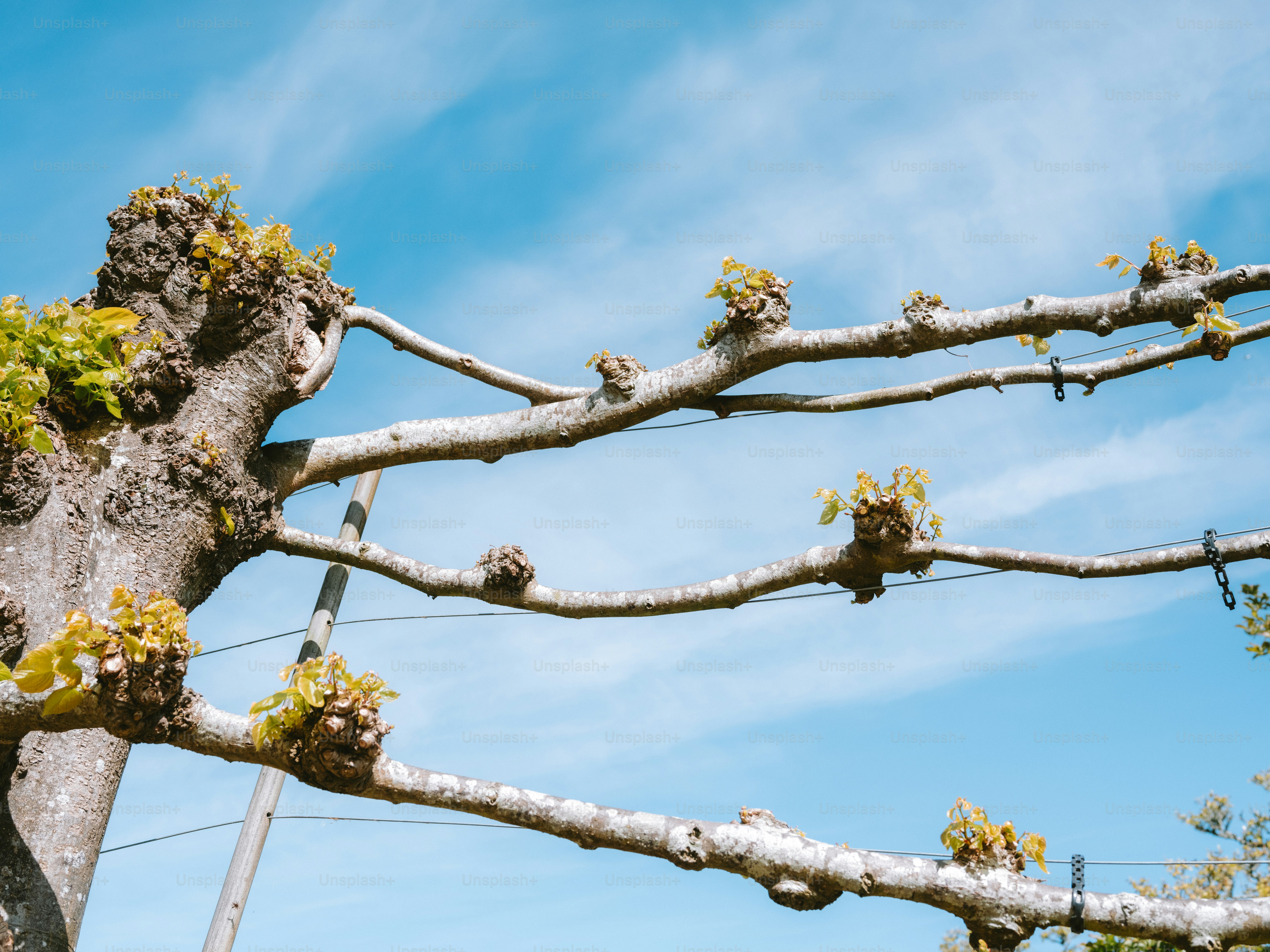 Ein Baum mit horizontal angelegten Ästen vor einem blauen Himmel
