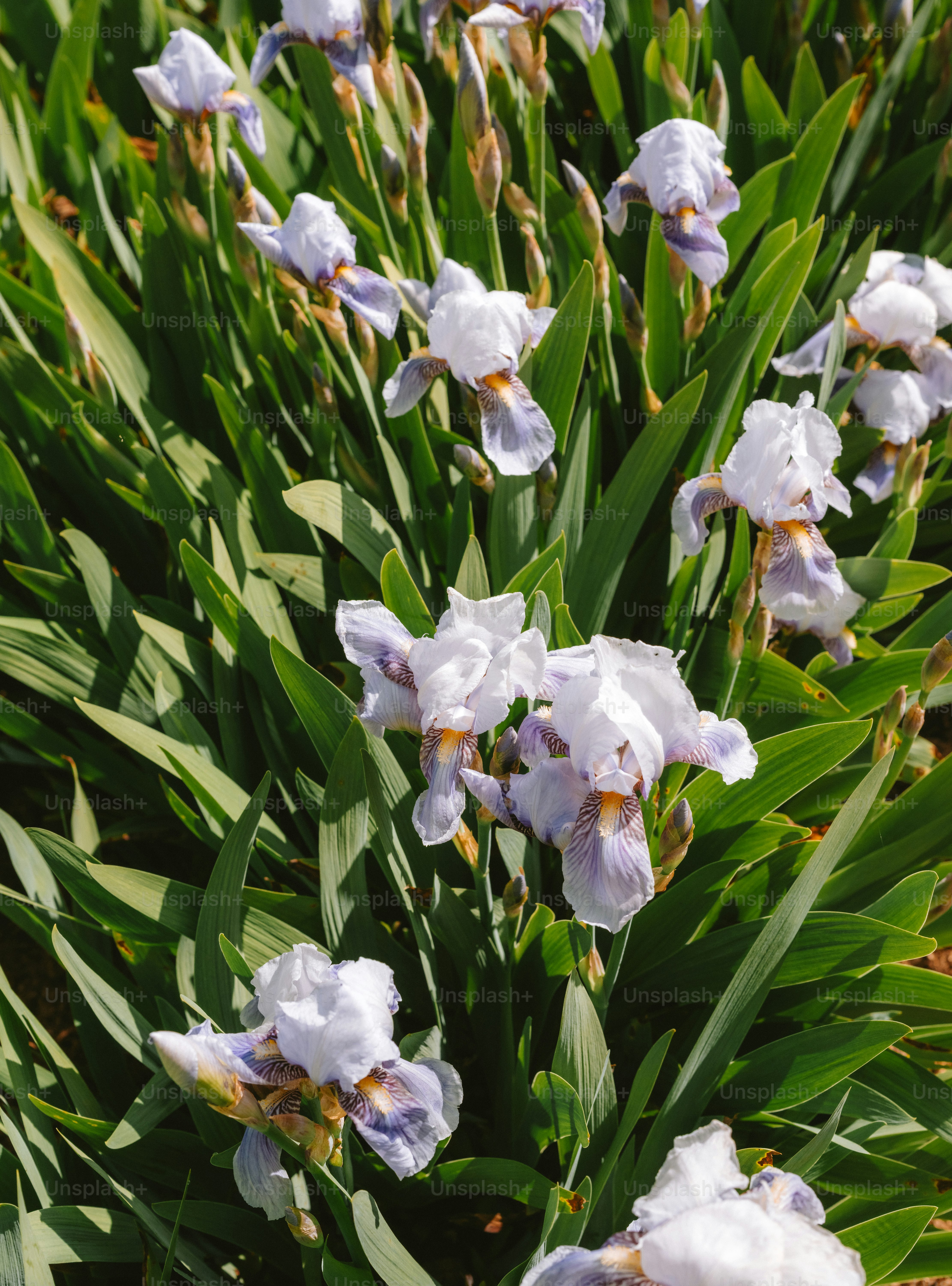 A cluster of pale purple irises with green leaves.