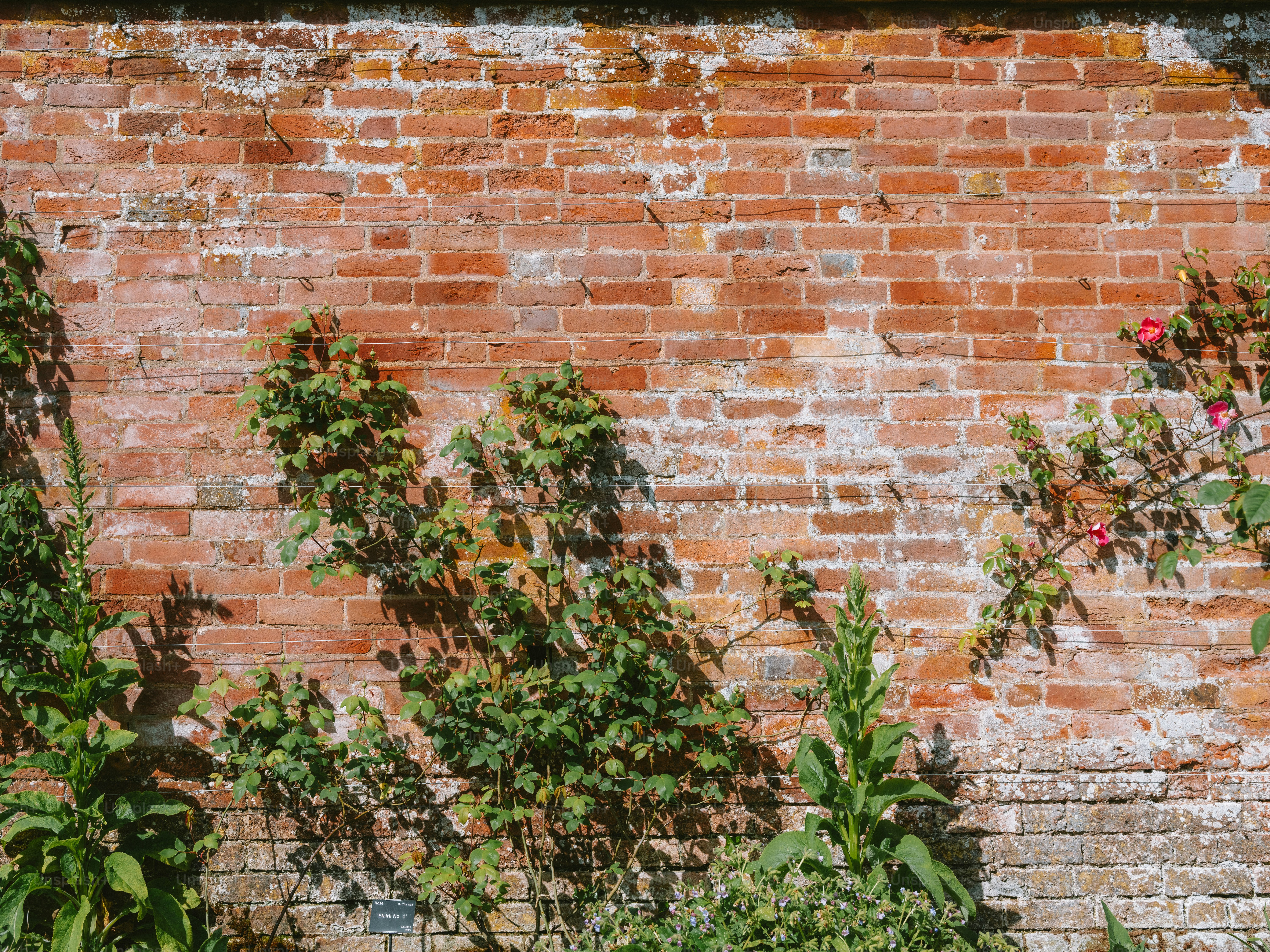 Green plants growing on a weathered brick wall.