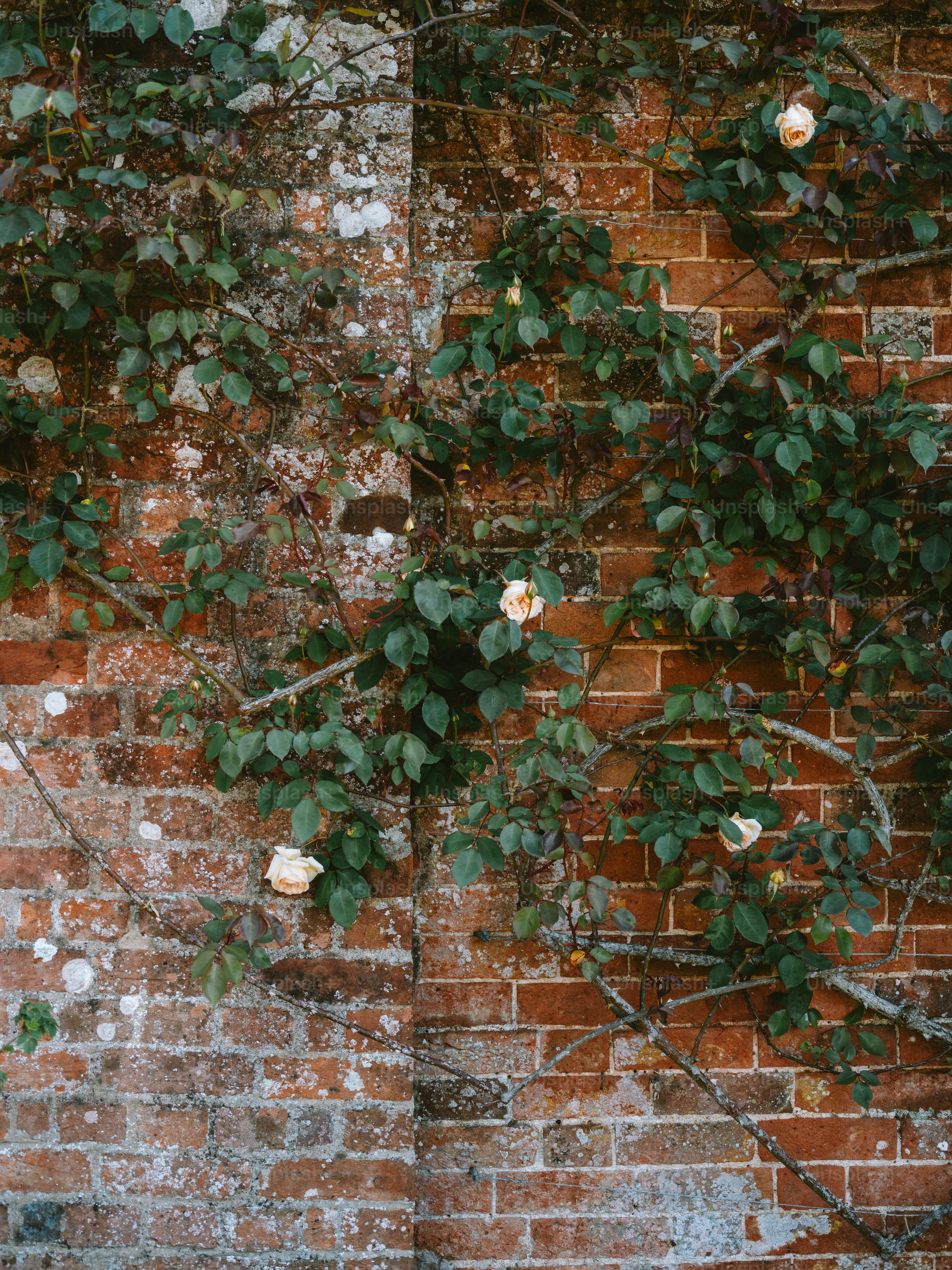 Climbing roses bloom on a weathered brick wall.