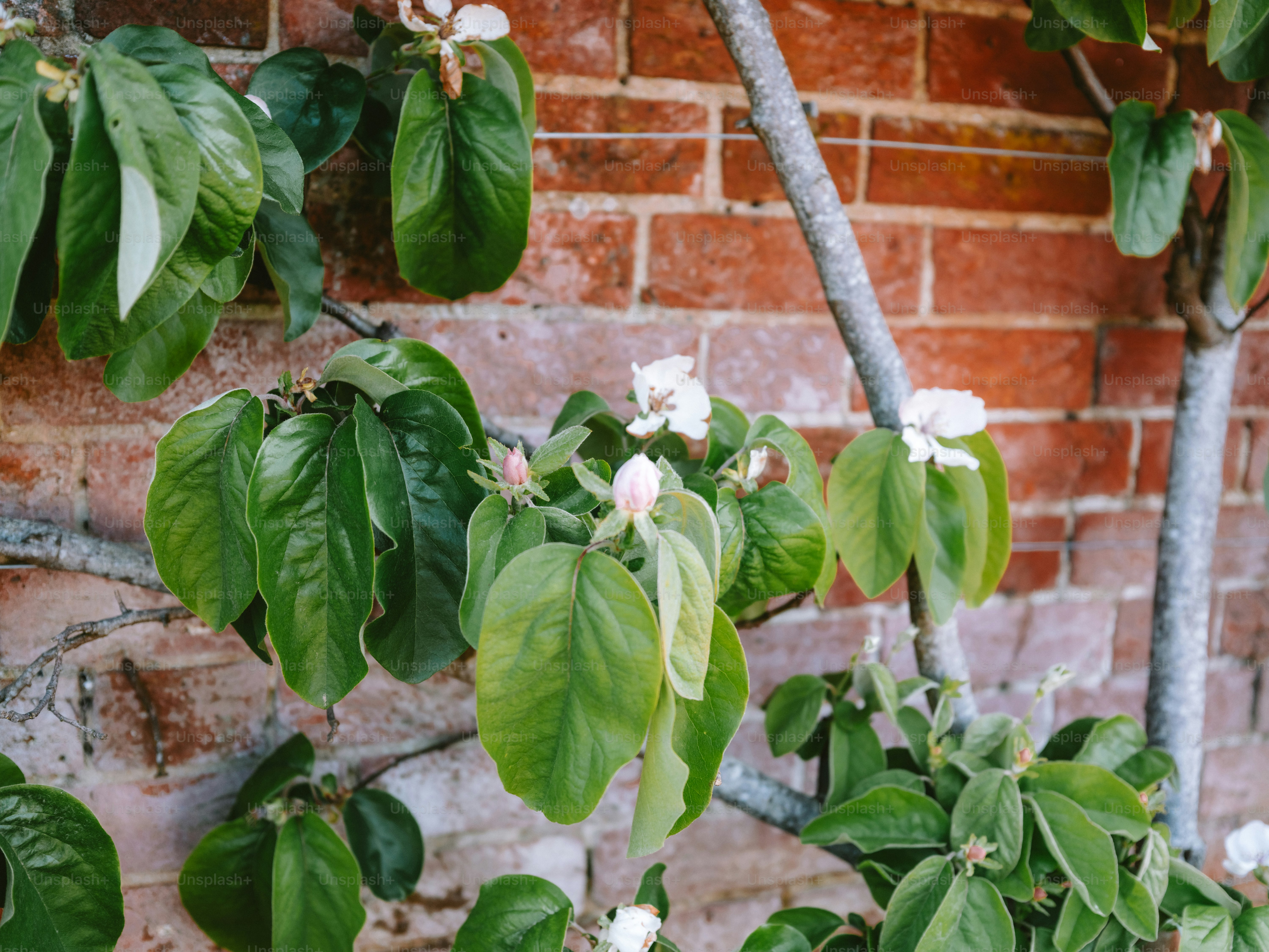 Foglie verdi e fiori bianchi su un muro di mattoni