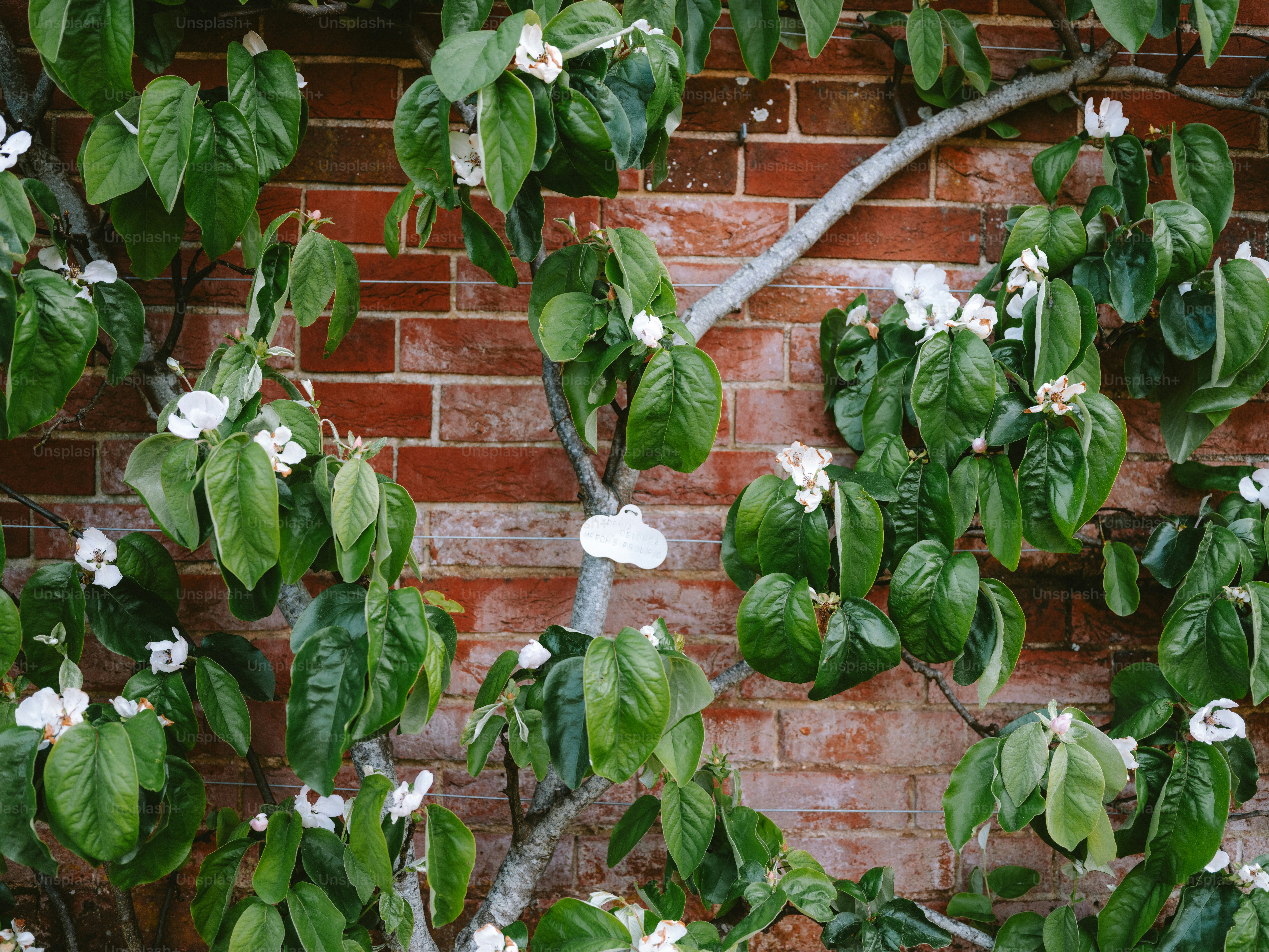 Flowering vine against a brick wall