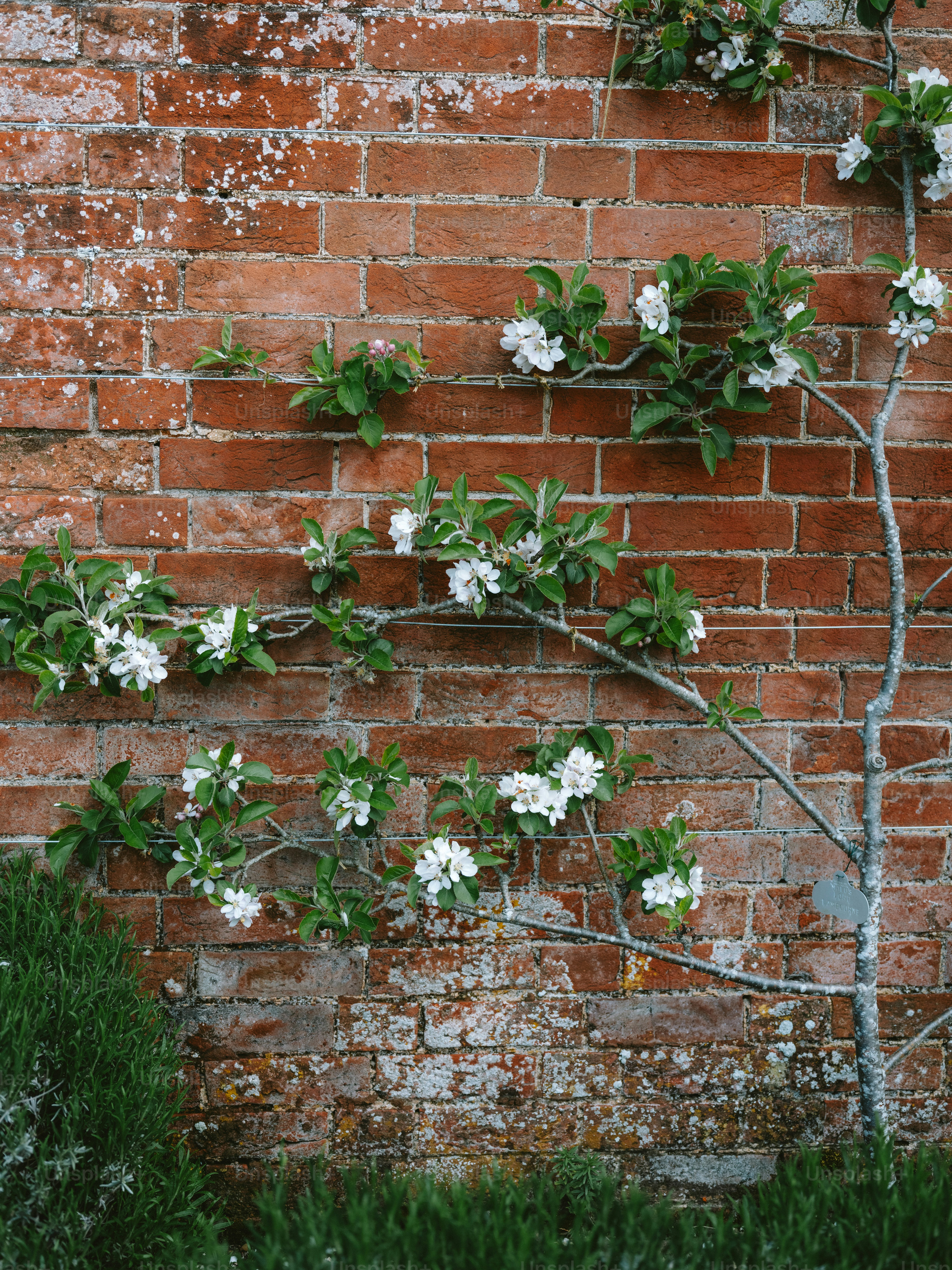 Flowering vine growing on a weathered brick wall.