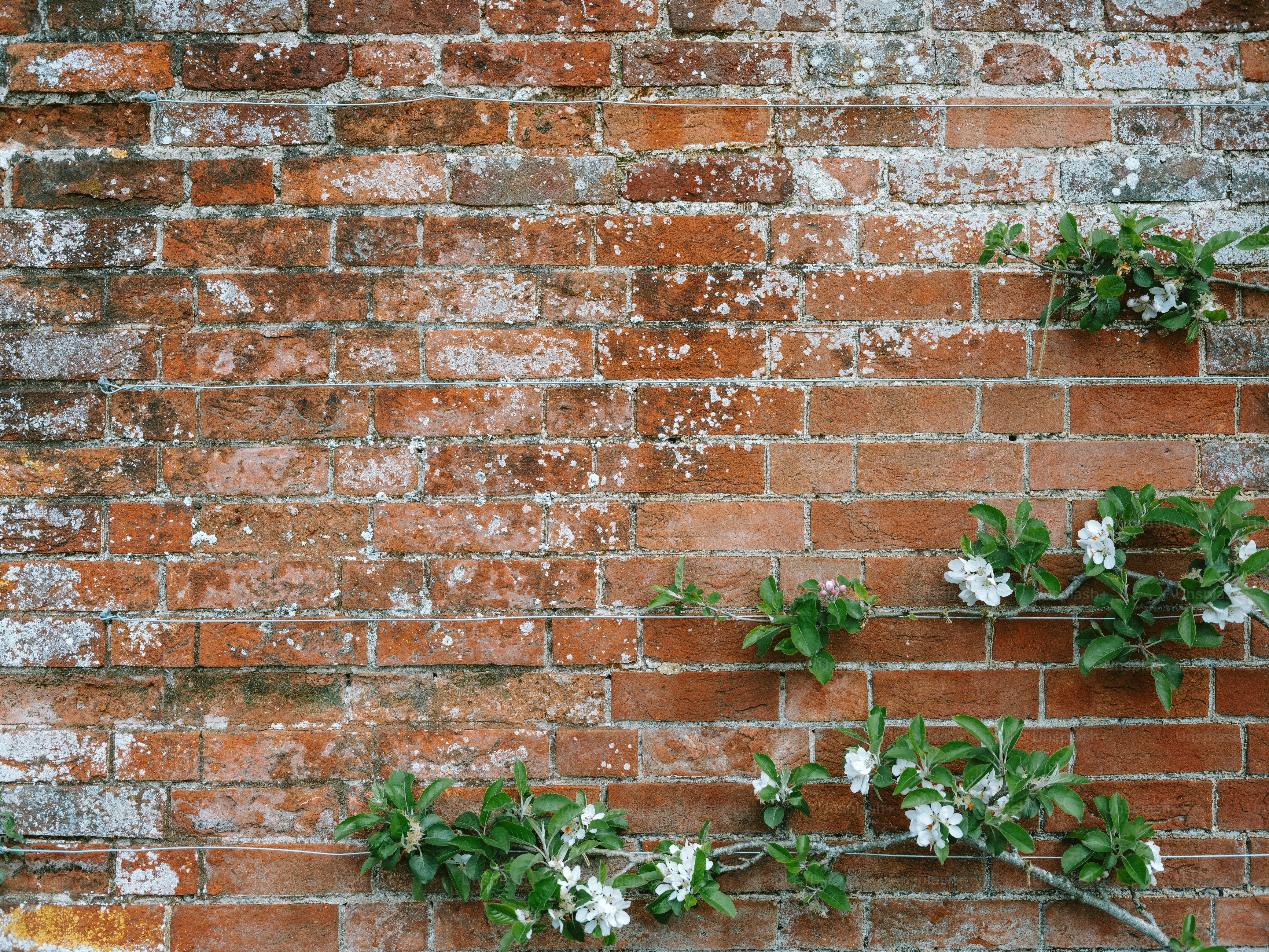 Weathered brick wall with climbing white flowers.