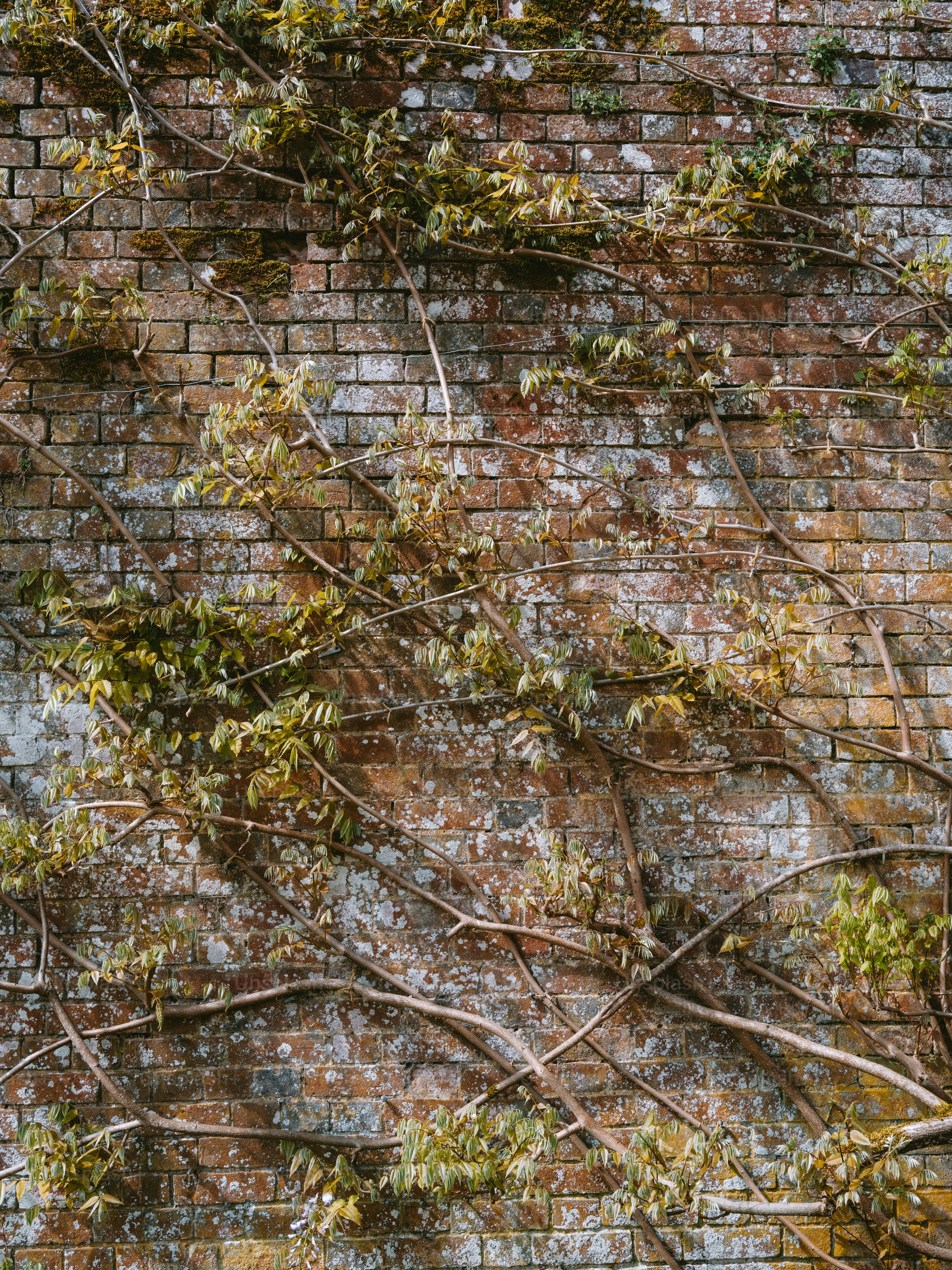 Vines growing on an old brick wall