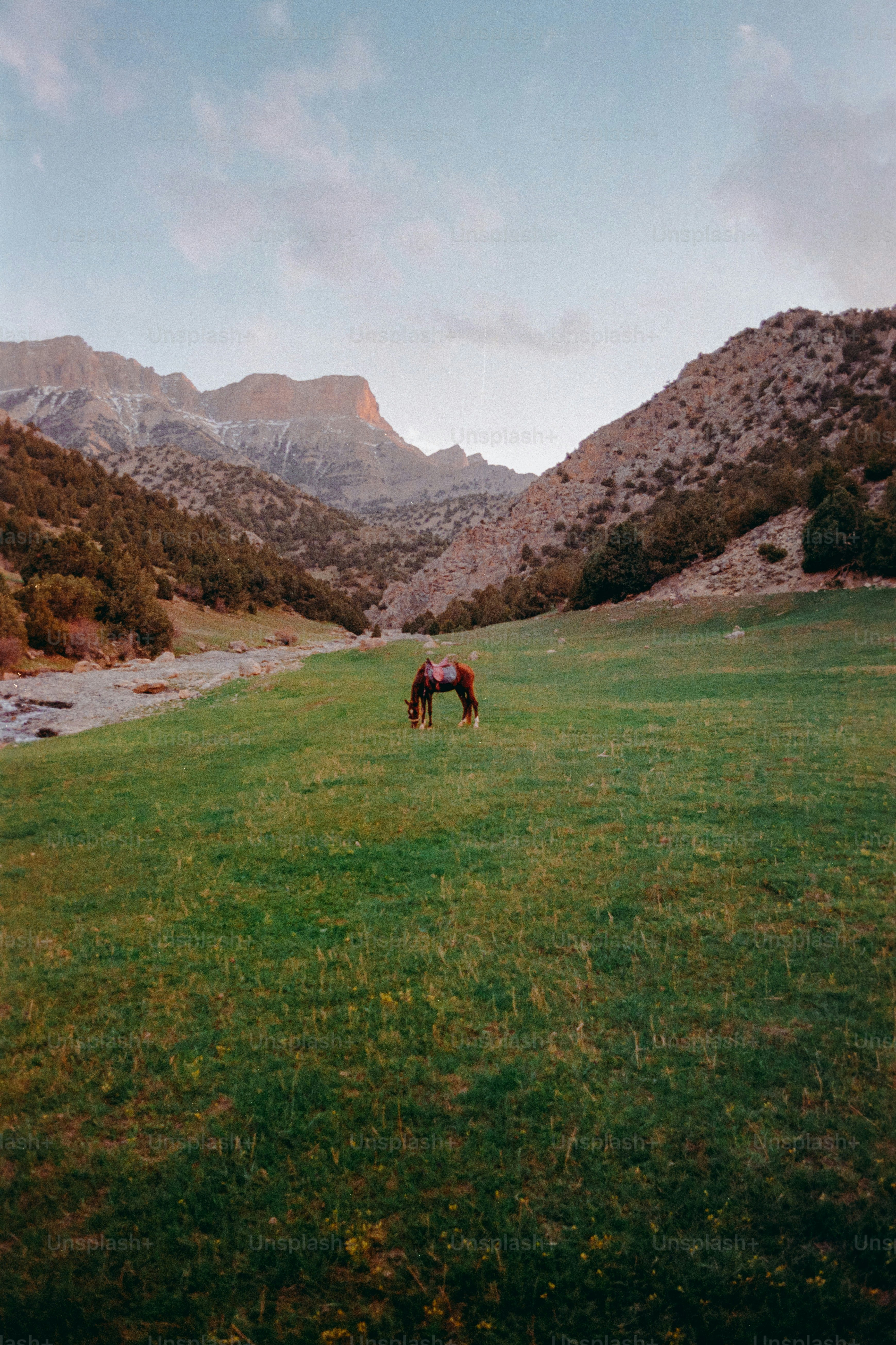 A lone horse grazes in a green mountain valley