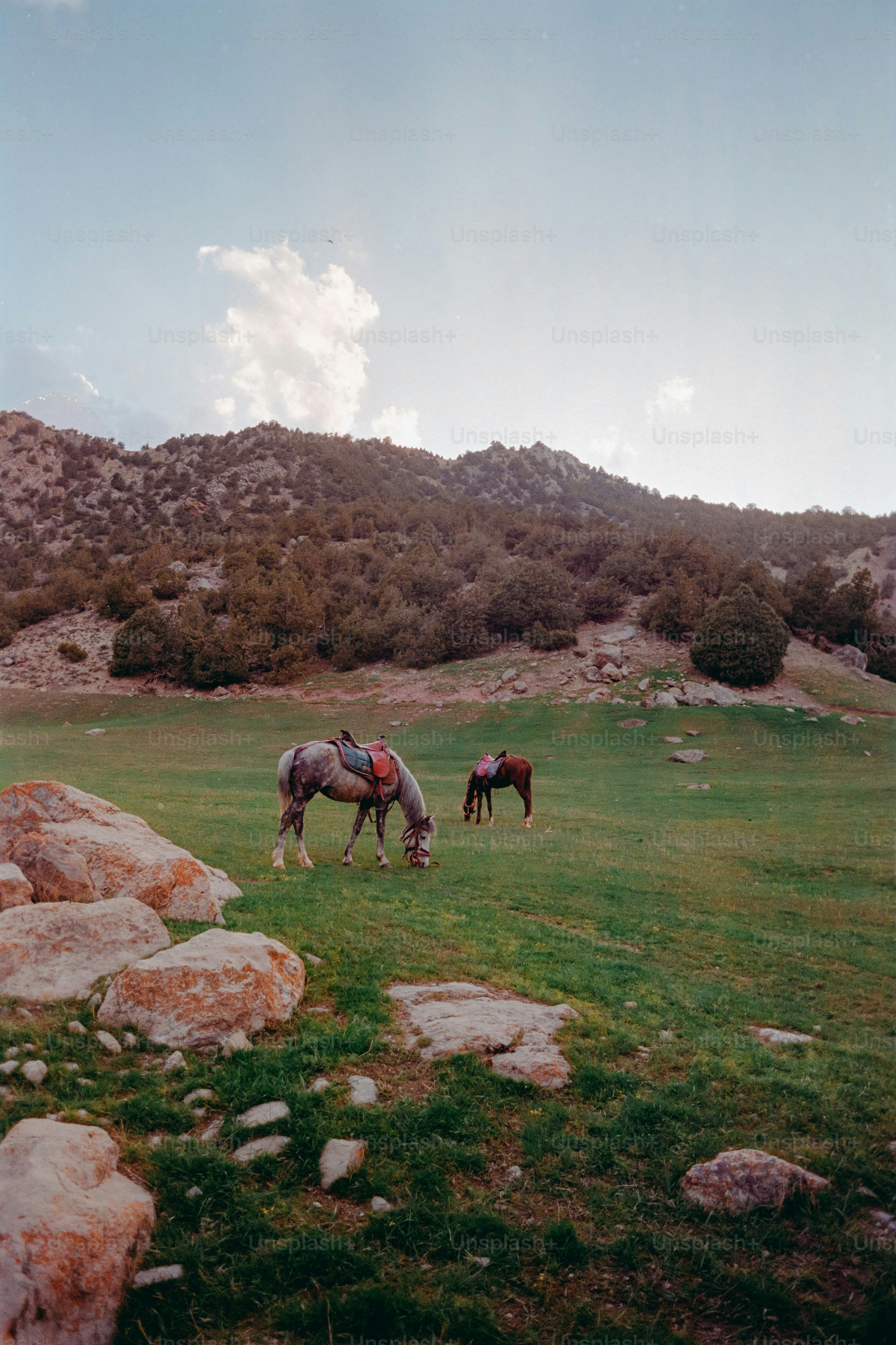 Two horses grazing in a grassy mountain field