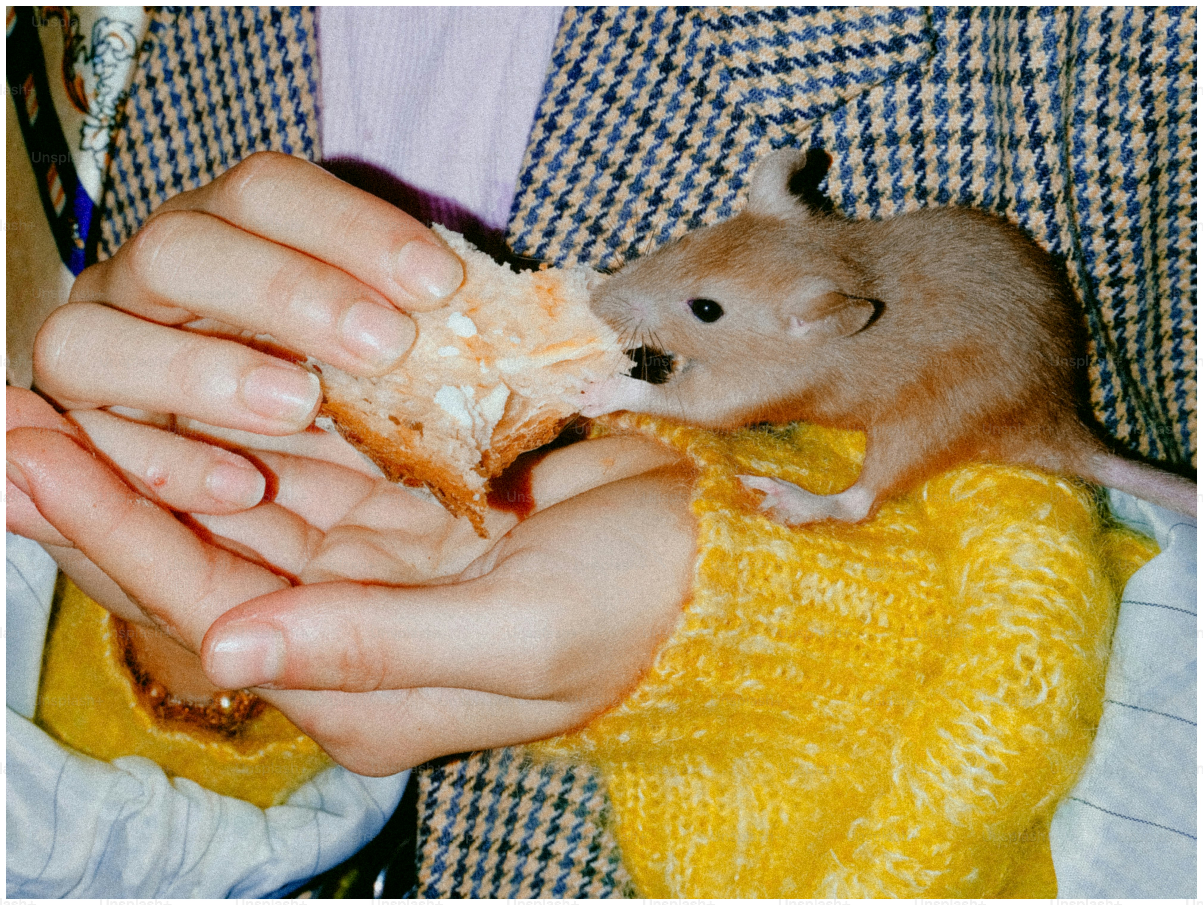 Une petite souris mangeant de la nourriture dans les mains
