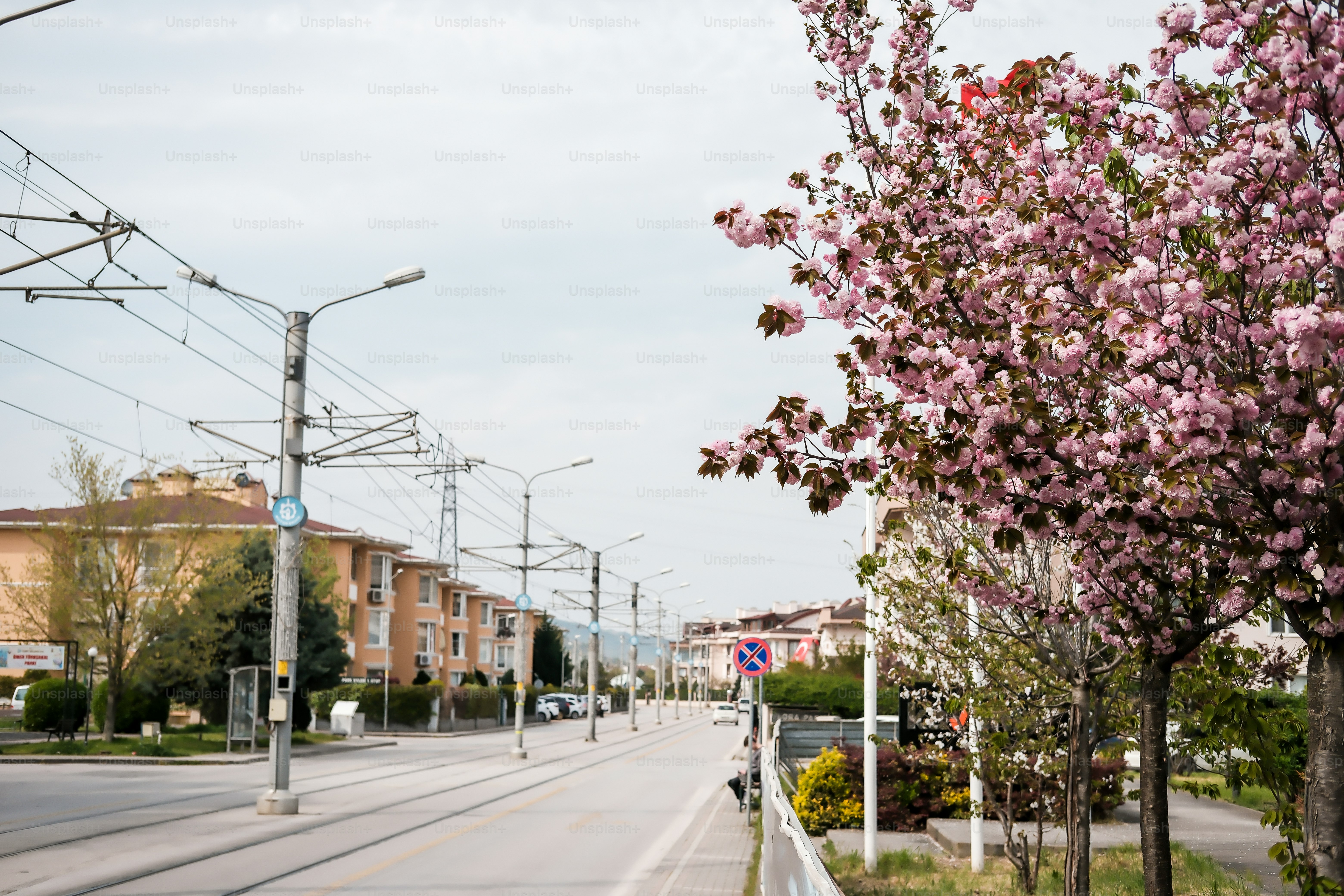 Street with blooming cherry trees and tram tracks.