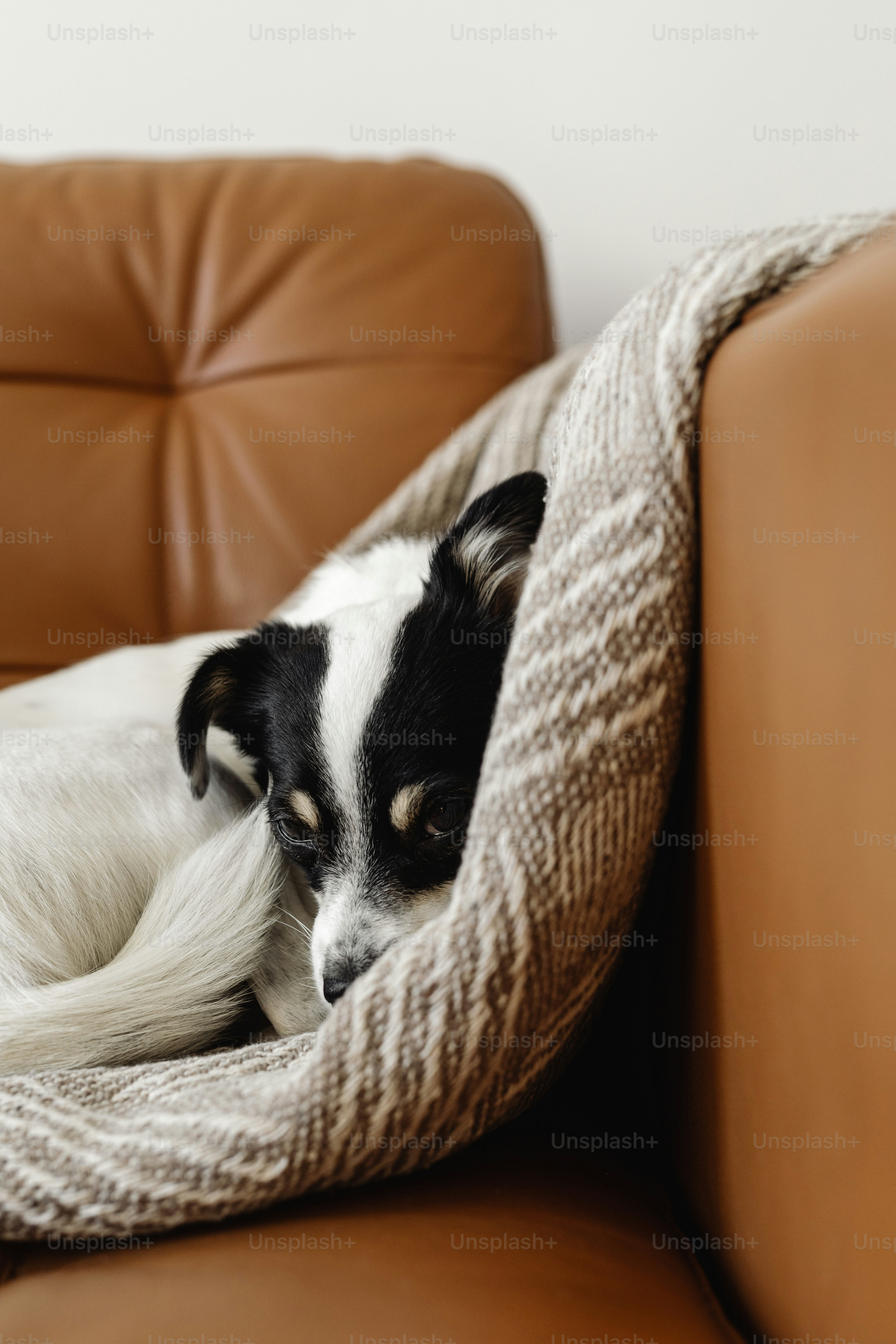 sad dog lying on blanket at home