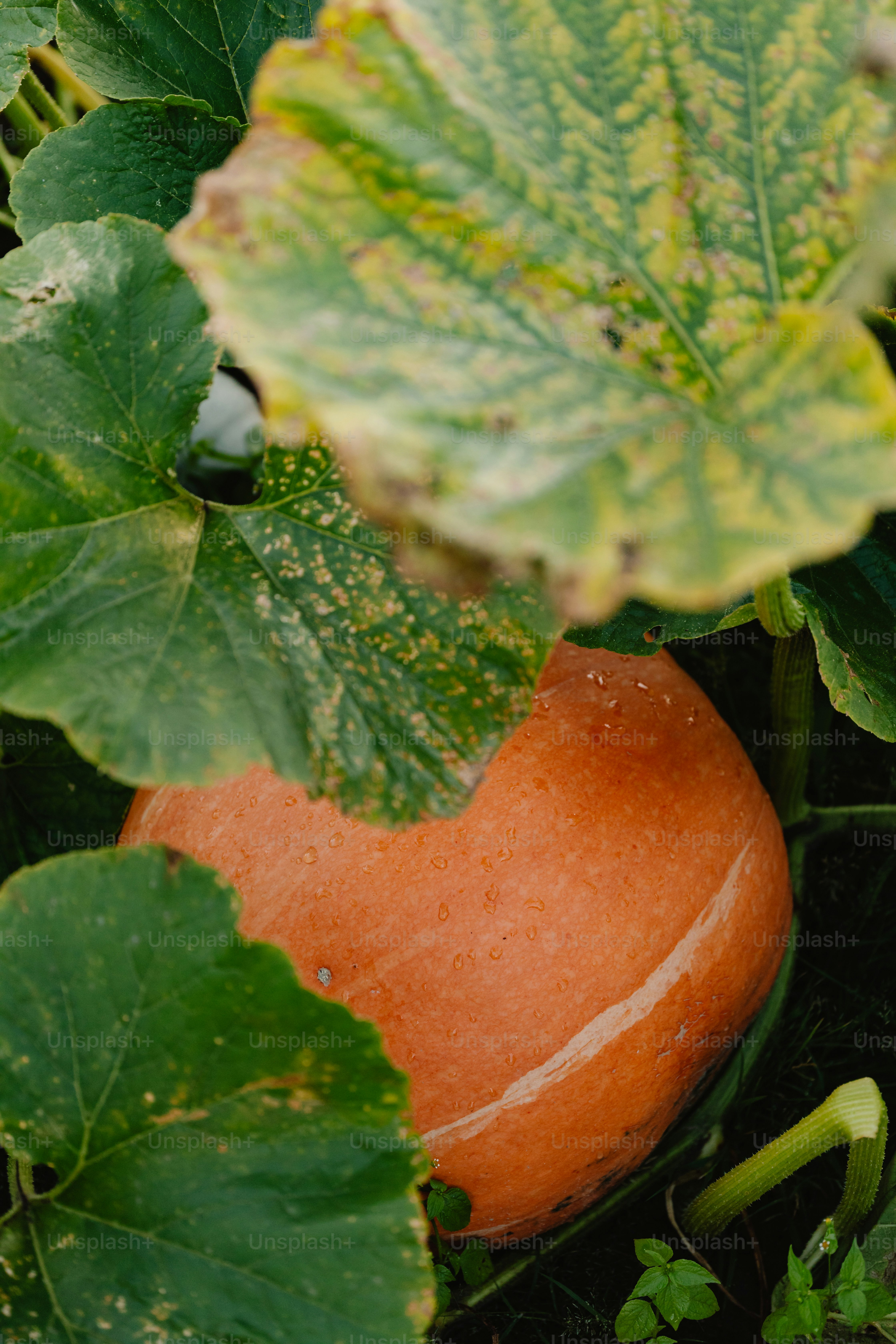 Una zucca arancione cresce tra le foglie verdi