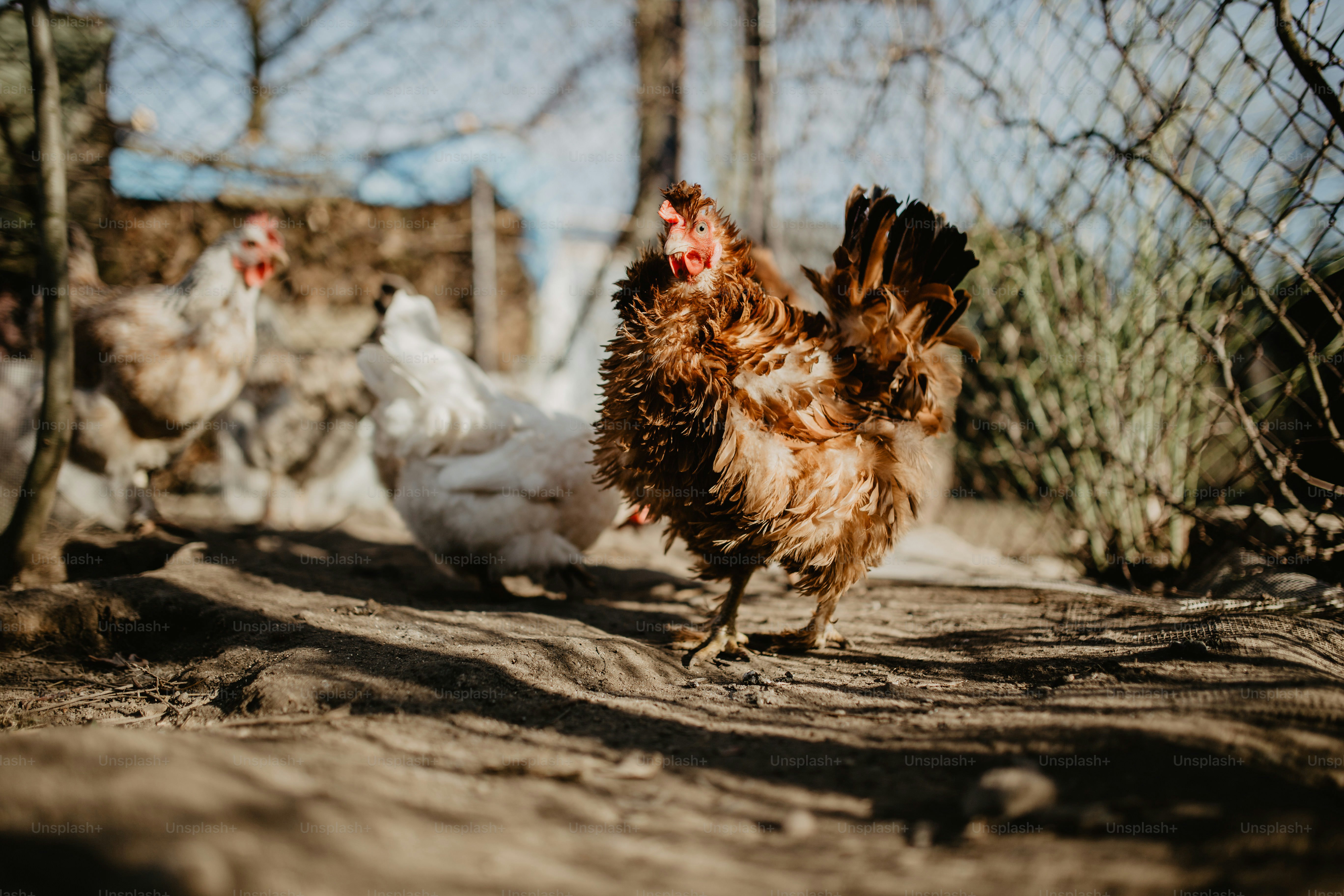 Un pollo marrone cammina in un cortile con altre persone.