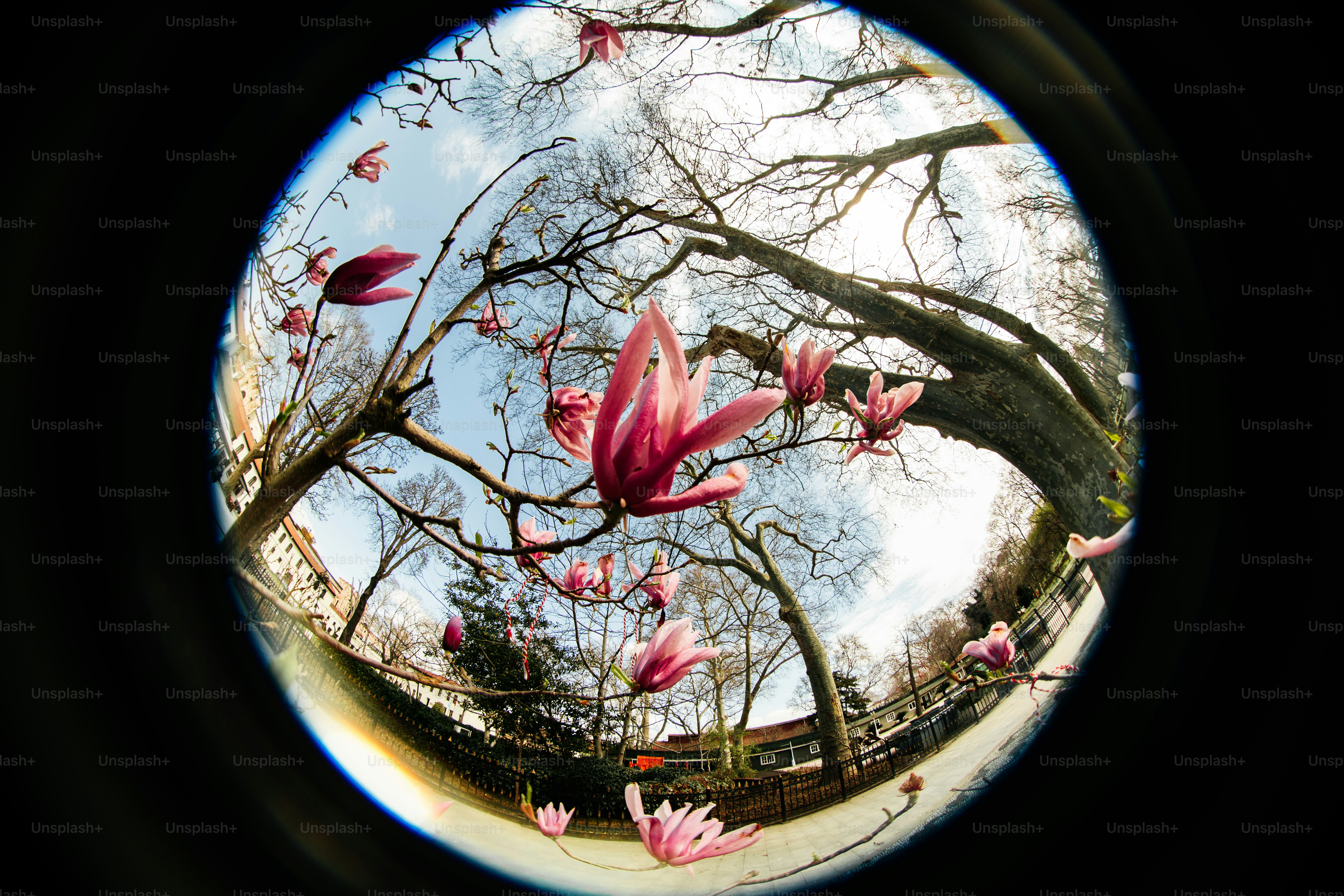 Pink magnolia blossoms on a tree branch photo – Flower Image on Unsplash
