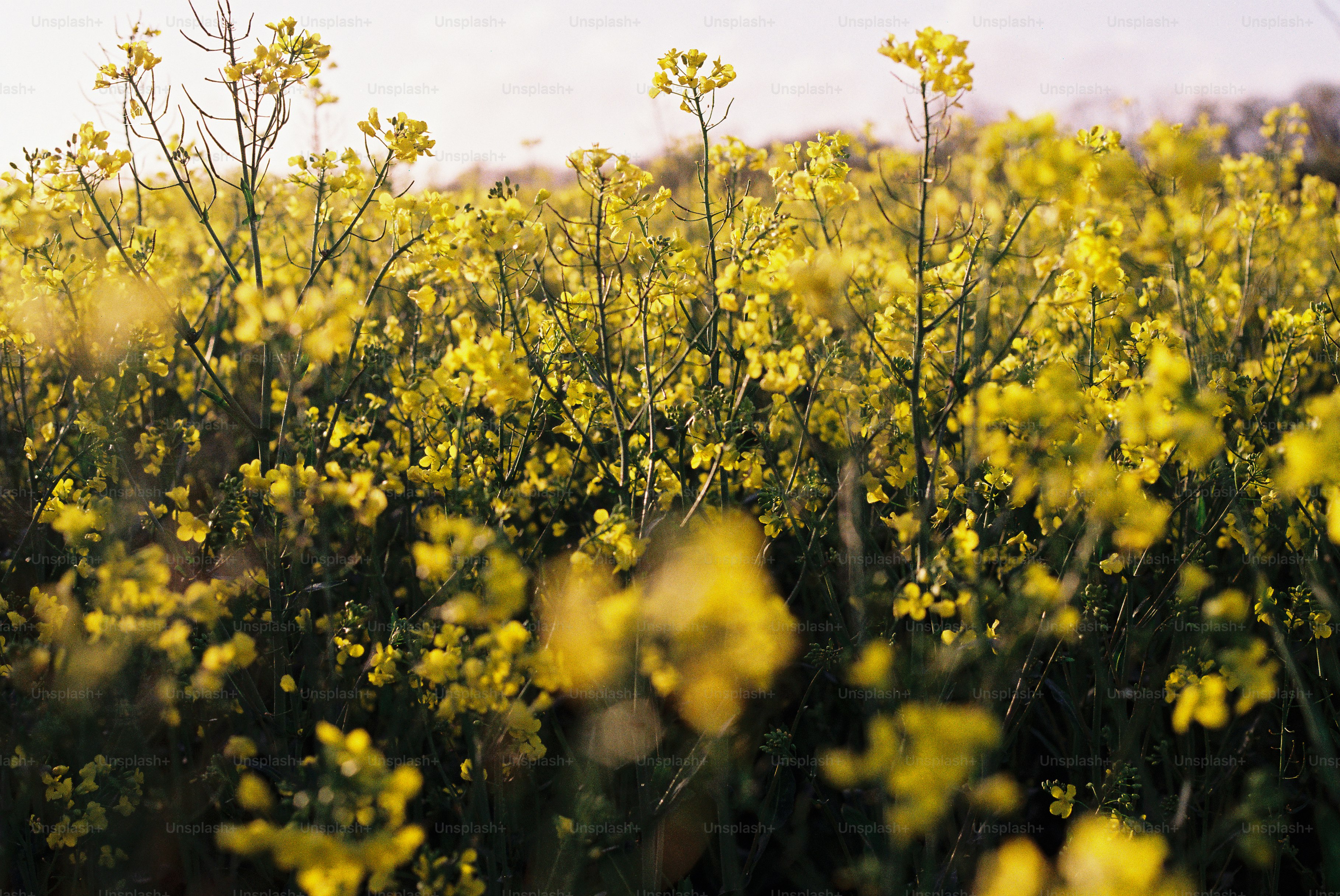 A field of bright yellow canola flowers in bloom. photo – Summer Image ...