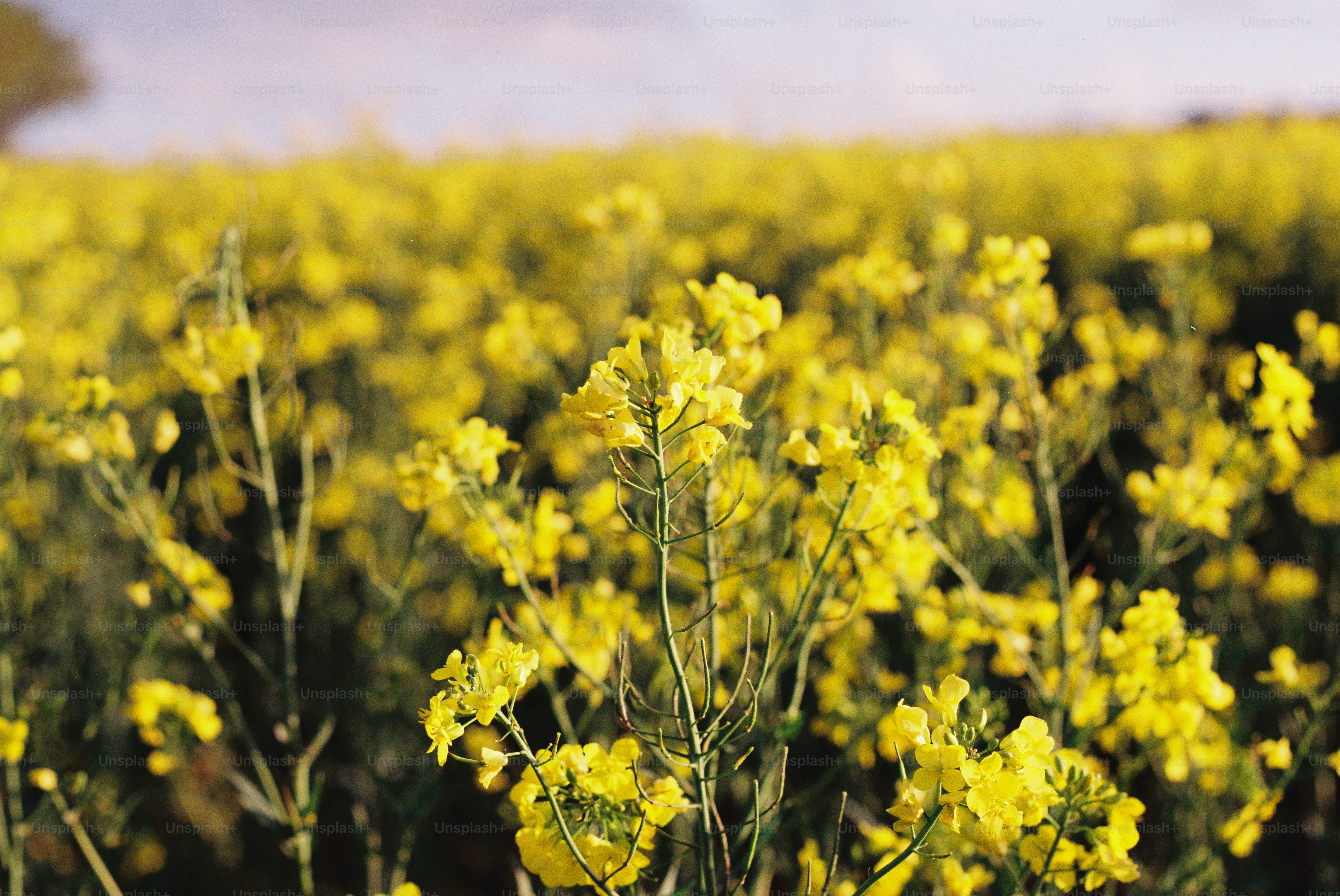 A field of bright yellow canola flowers in bloom. photo – Summer Image ...