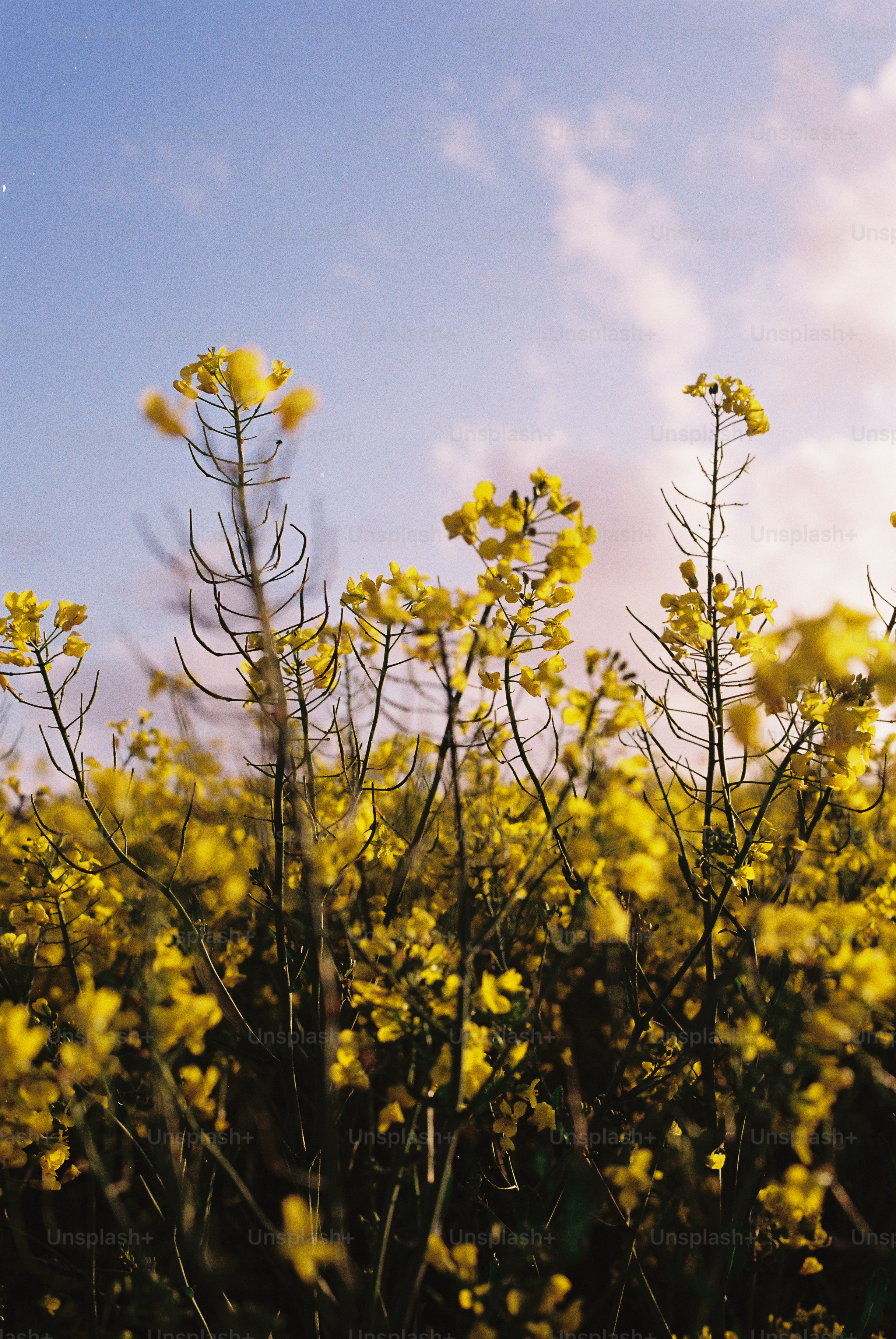 A field of bright yellow canola flowers in bloom. photo – Summer Image ...