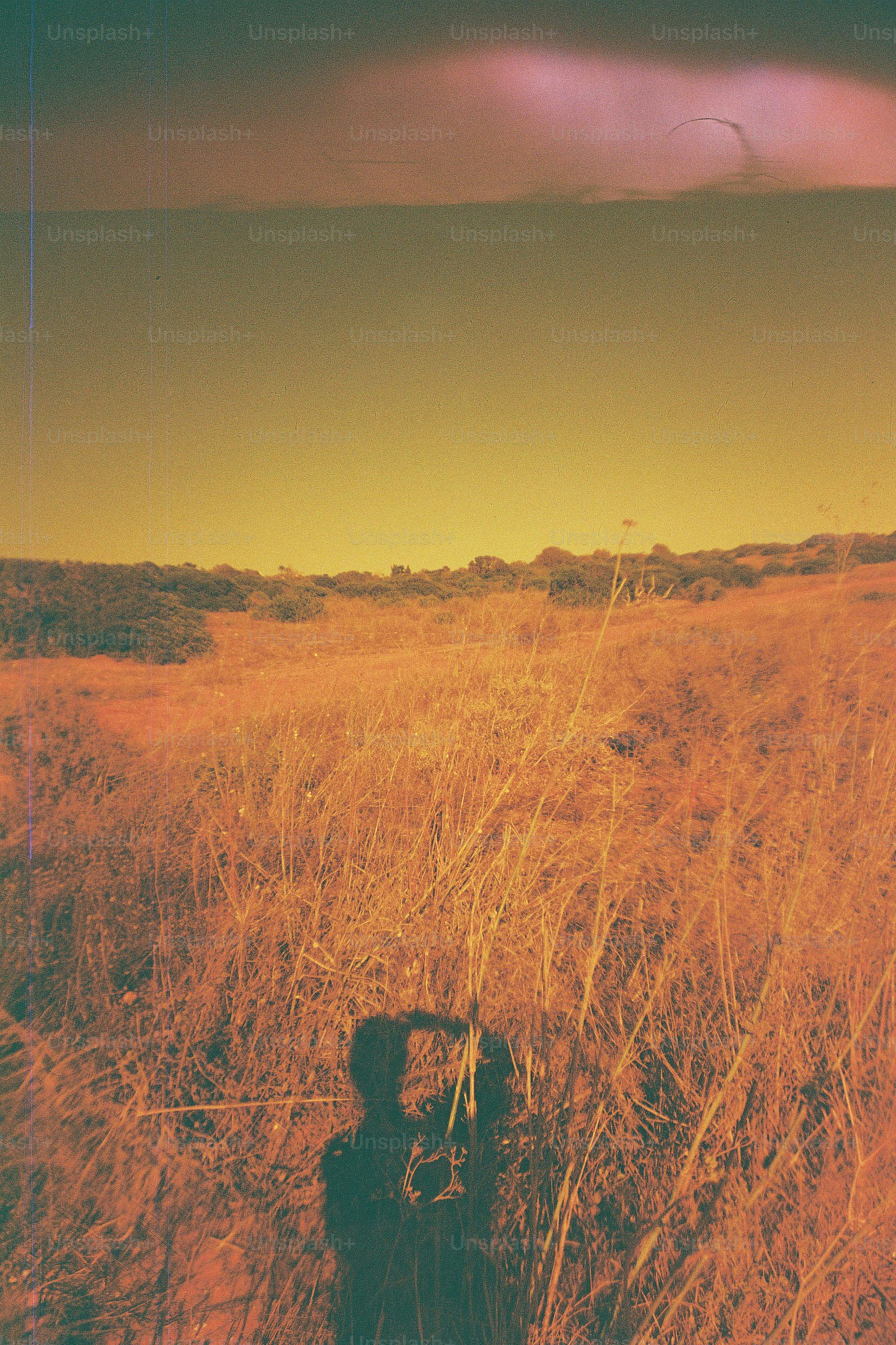Silhouette of person taking a photo in dry grass field
