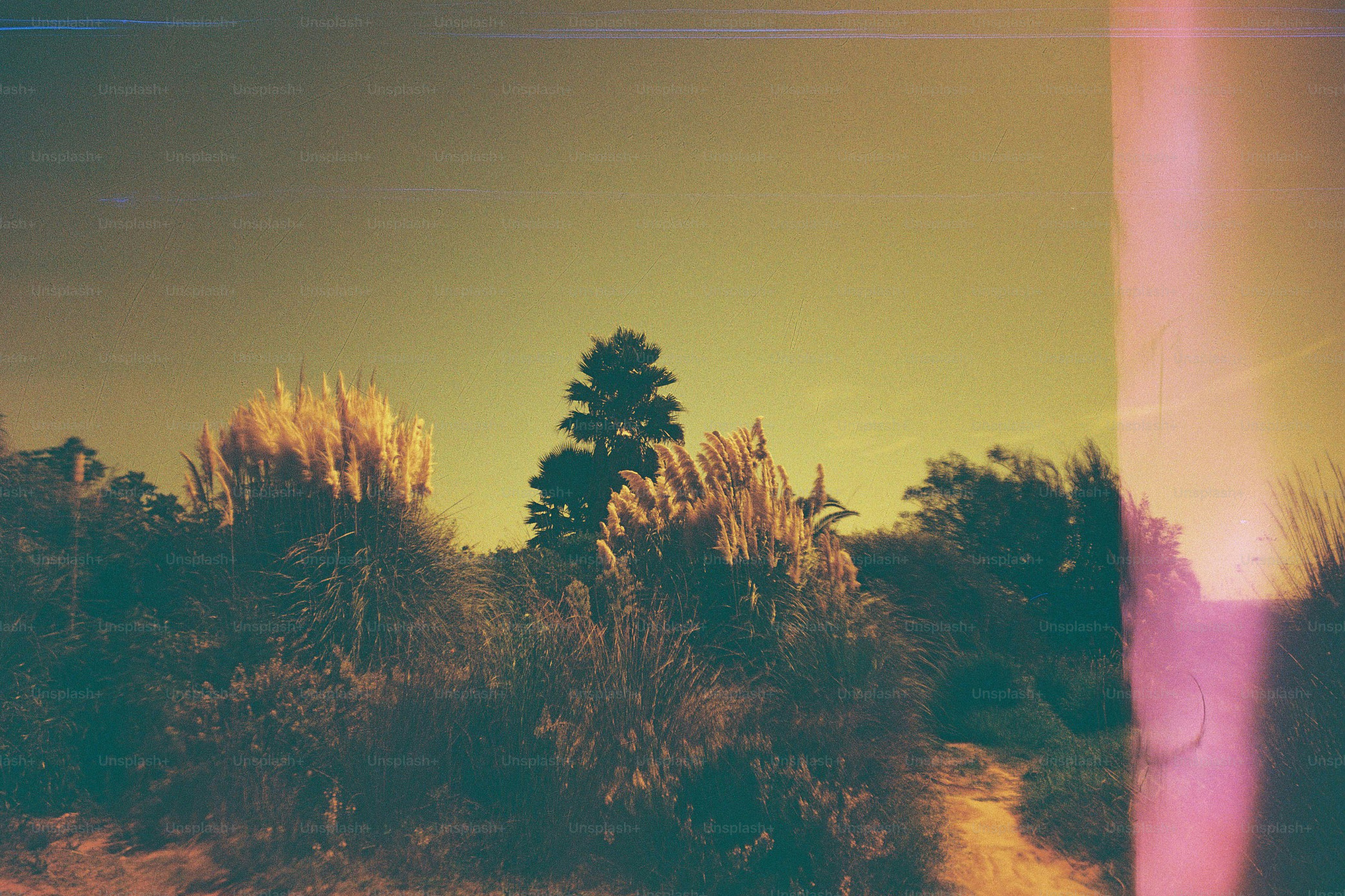 A dirt path winds through dry brush and trees.