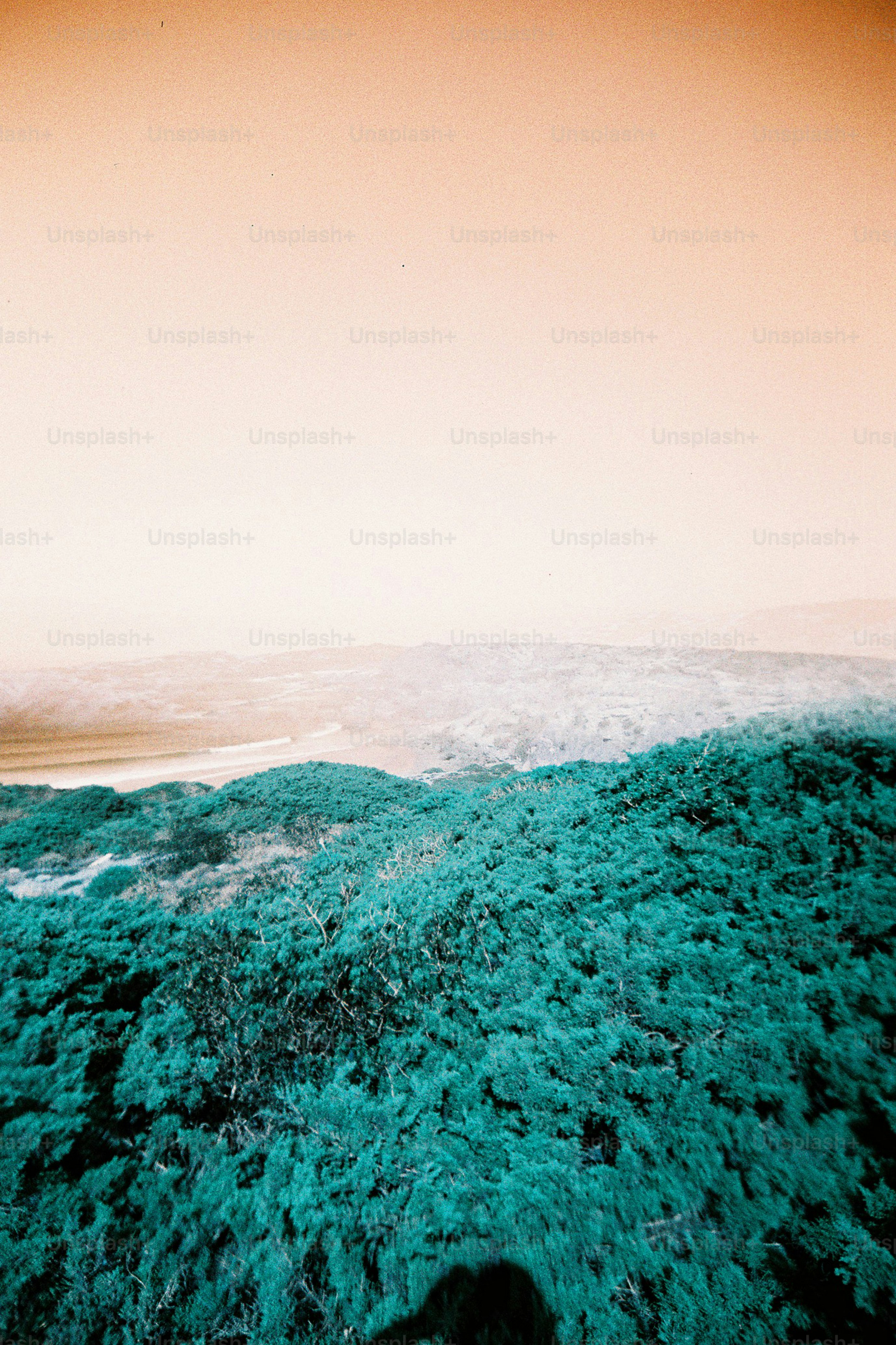 Vast landscape with teal green foliage and orange sky