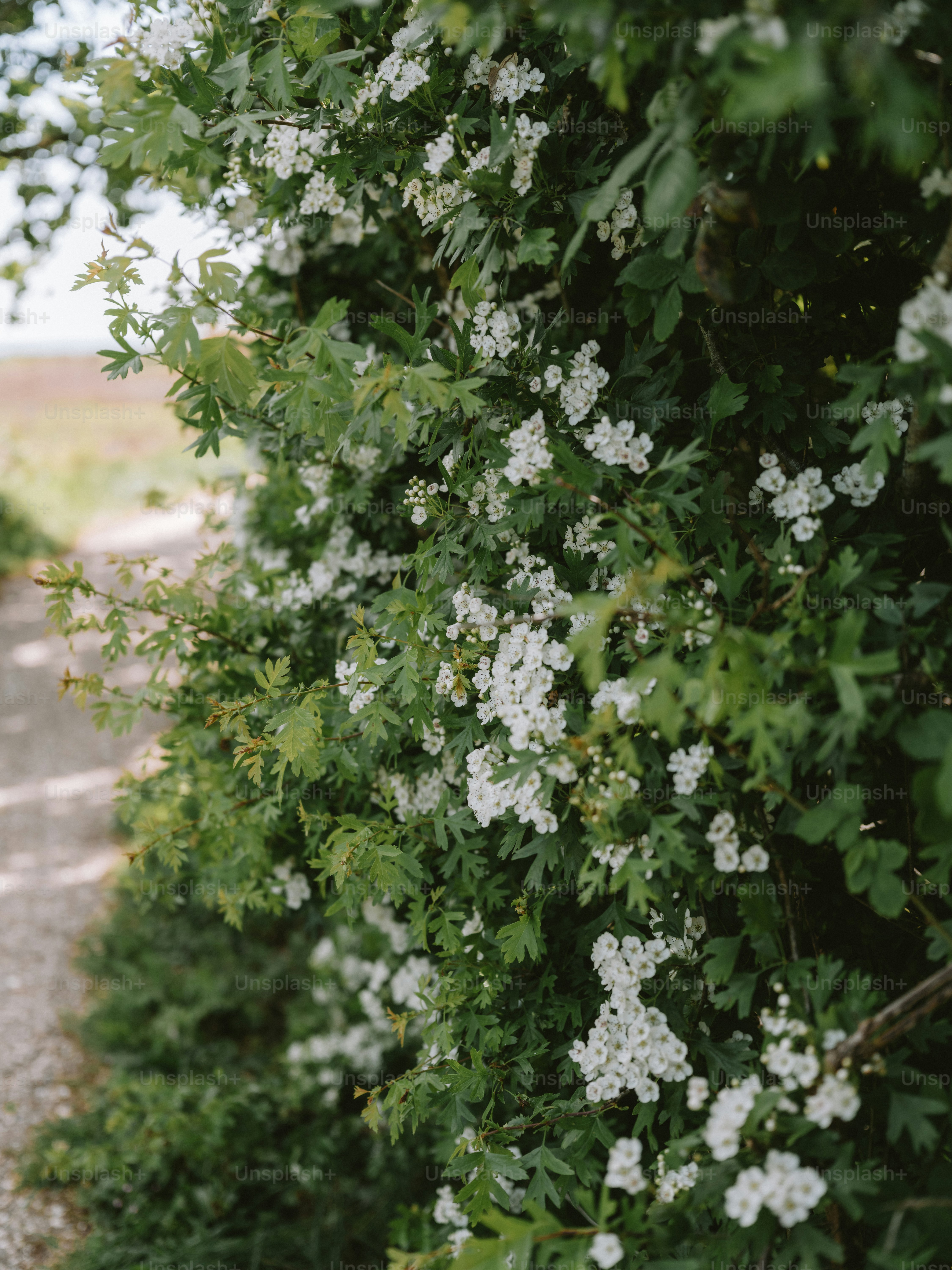 Des fleurs blanches épanouissant sur un buisson vert.