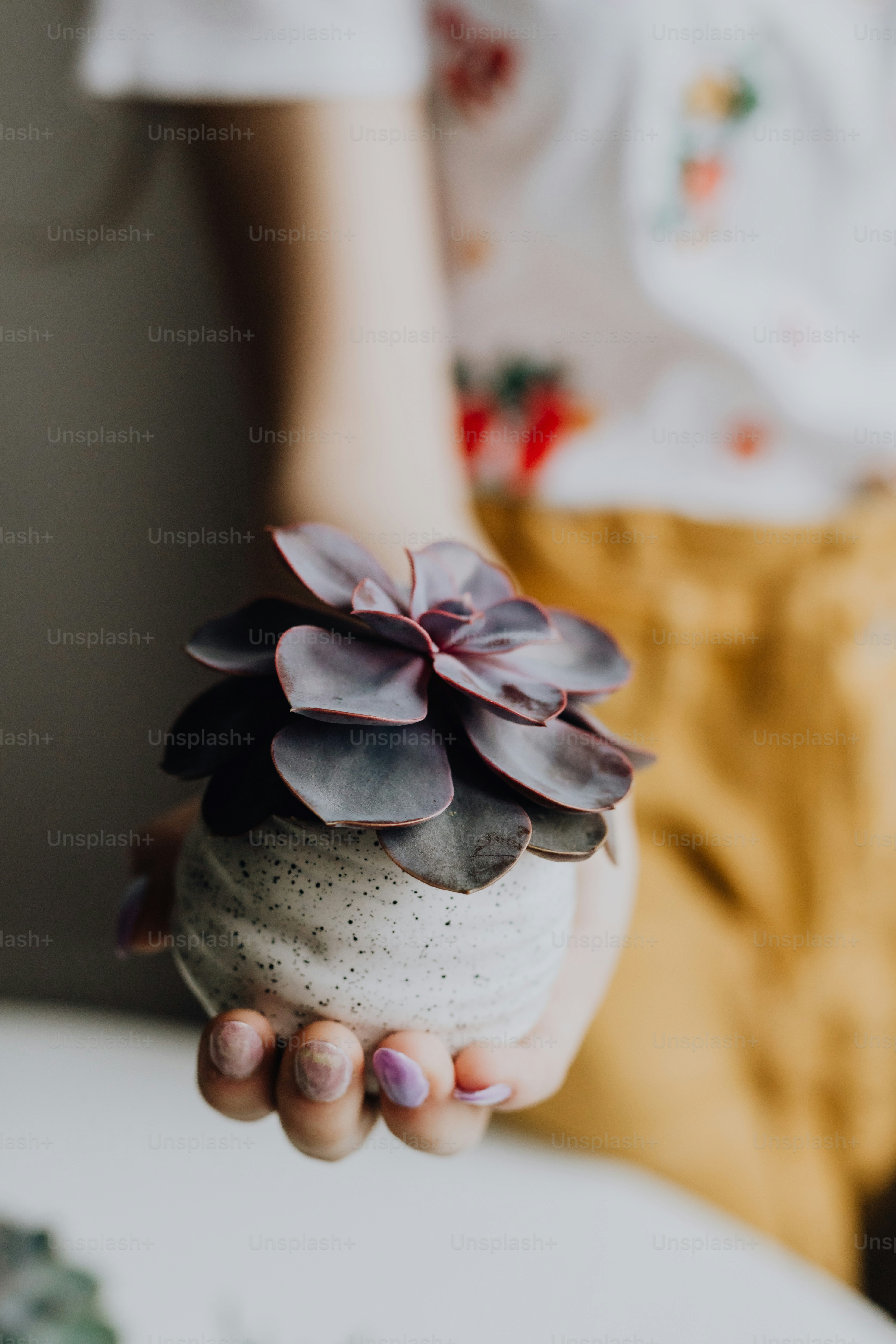 Person holding a small potted succulent plant