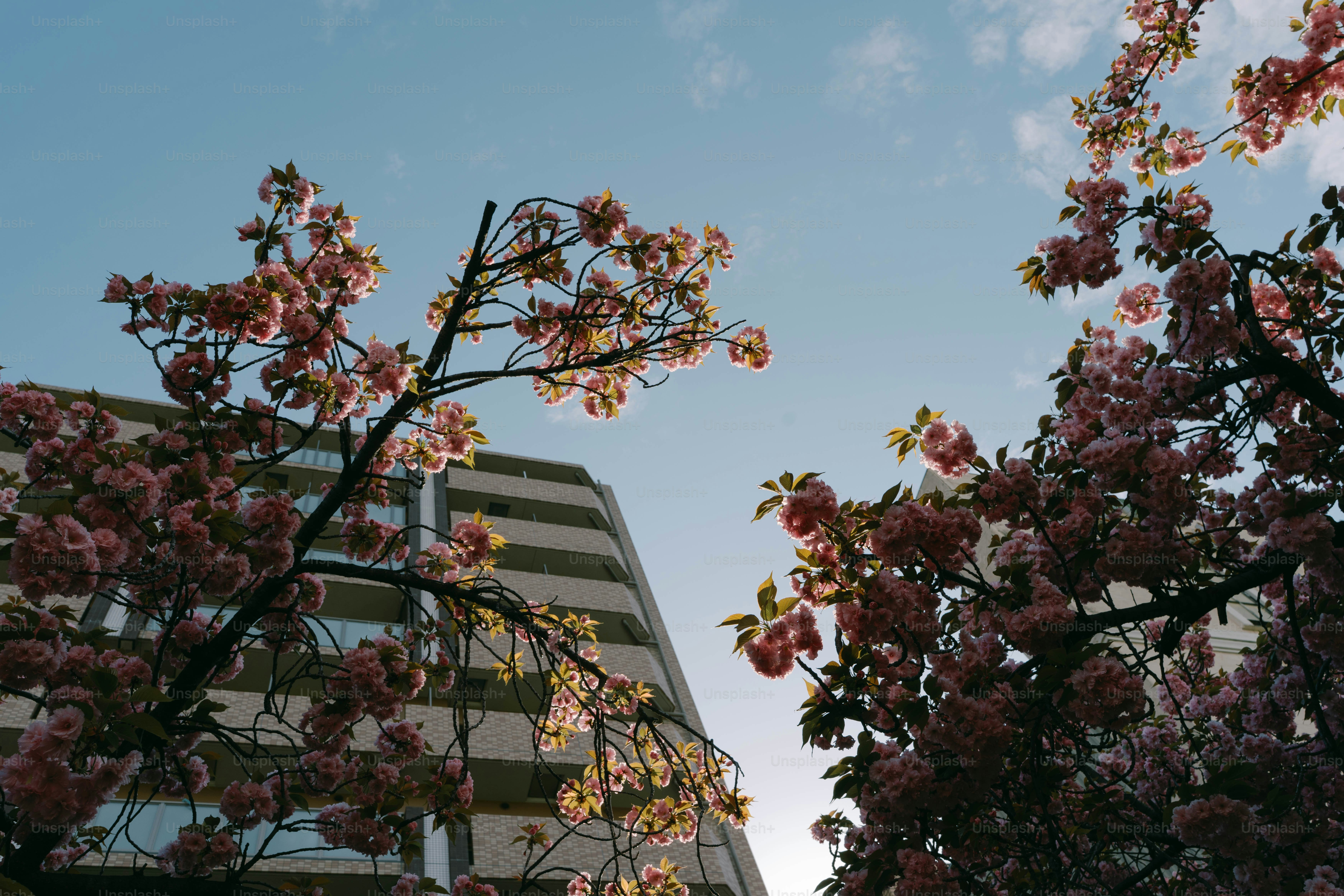 Des cerisiers fleurissent sur un bâtiment moderne.