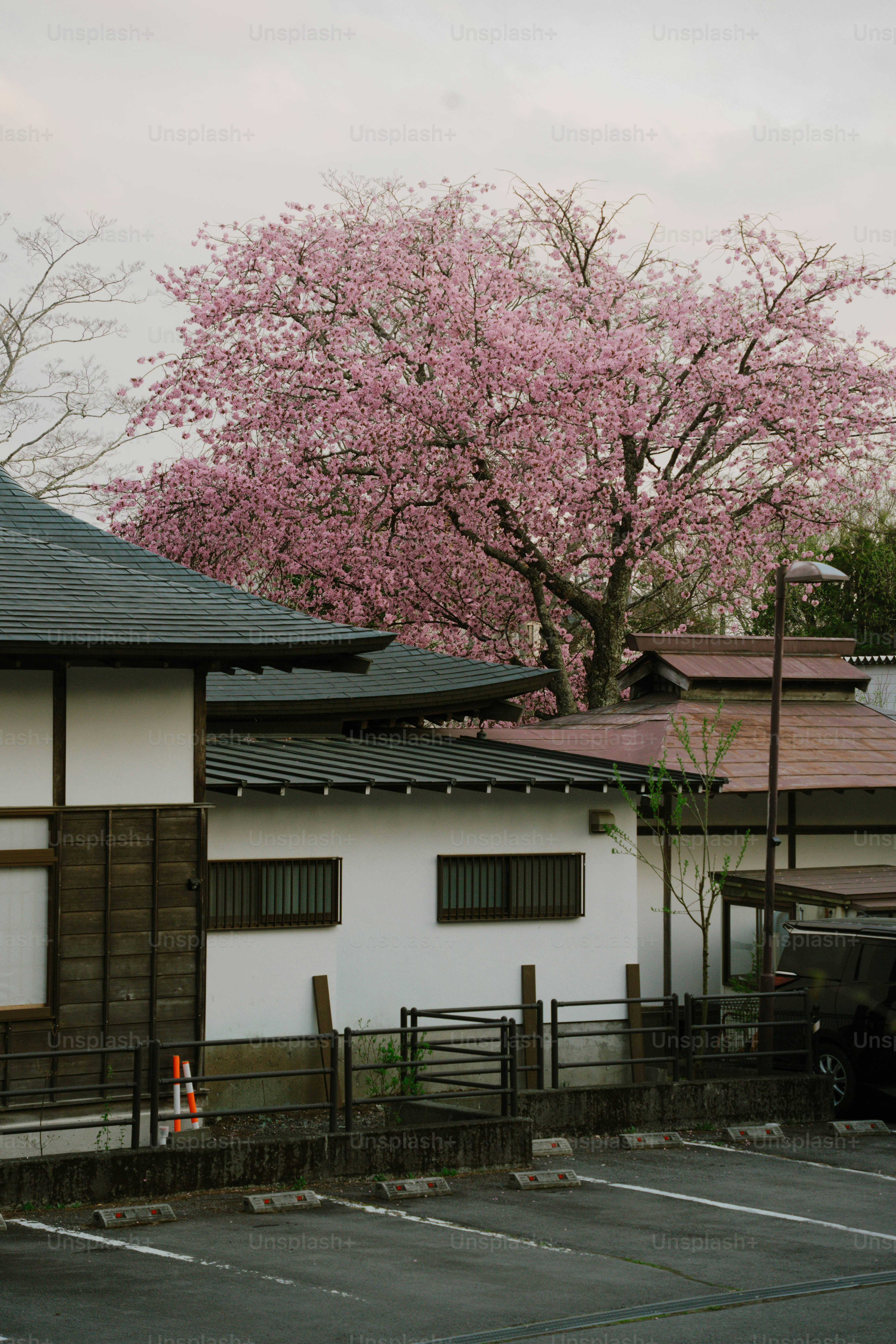 Des cerisiers roses fleurissent au-dessus des maisons japonaises traditionnelles.