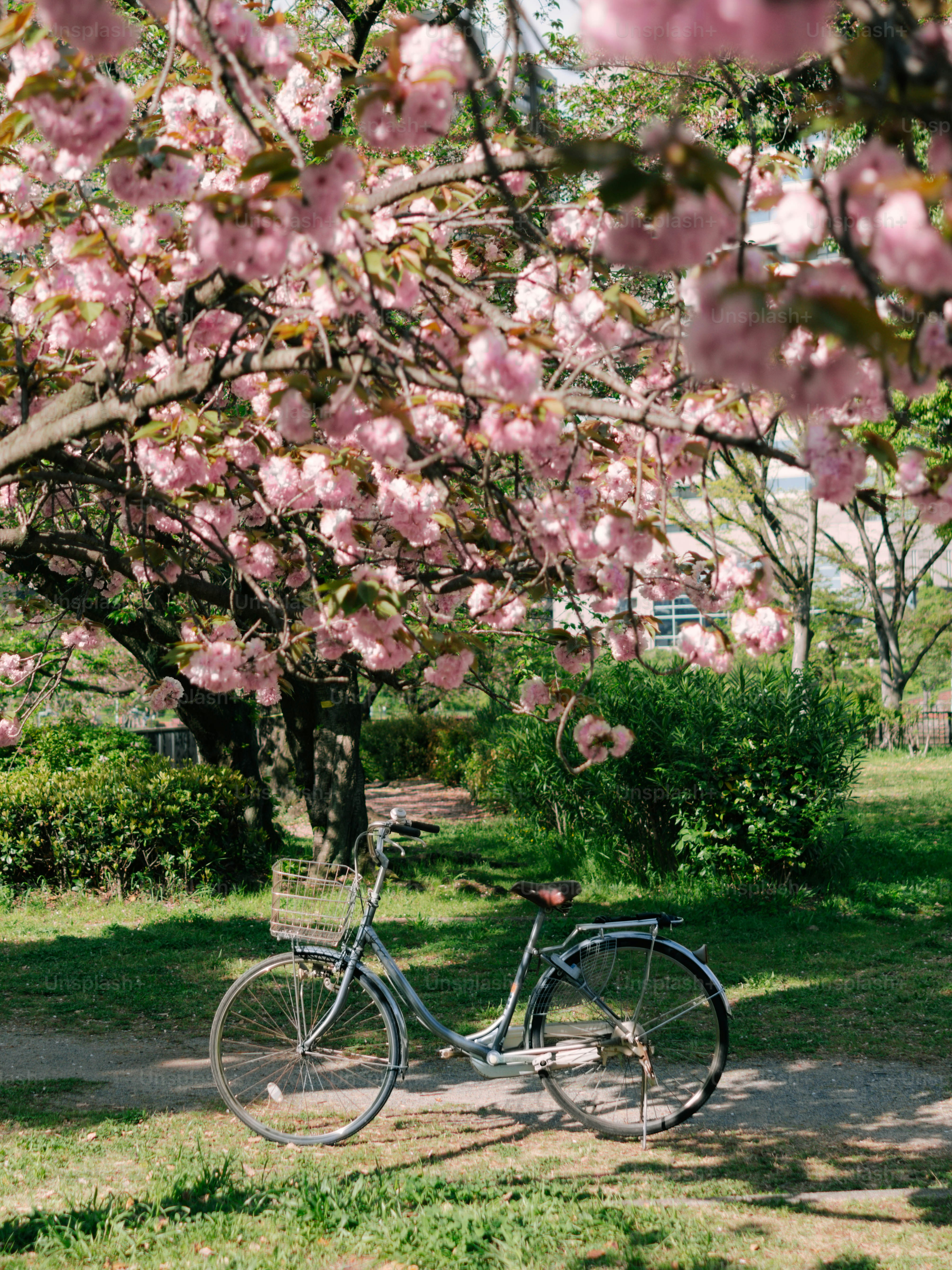 Un vélo repose sous un cerisier en fleurs.