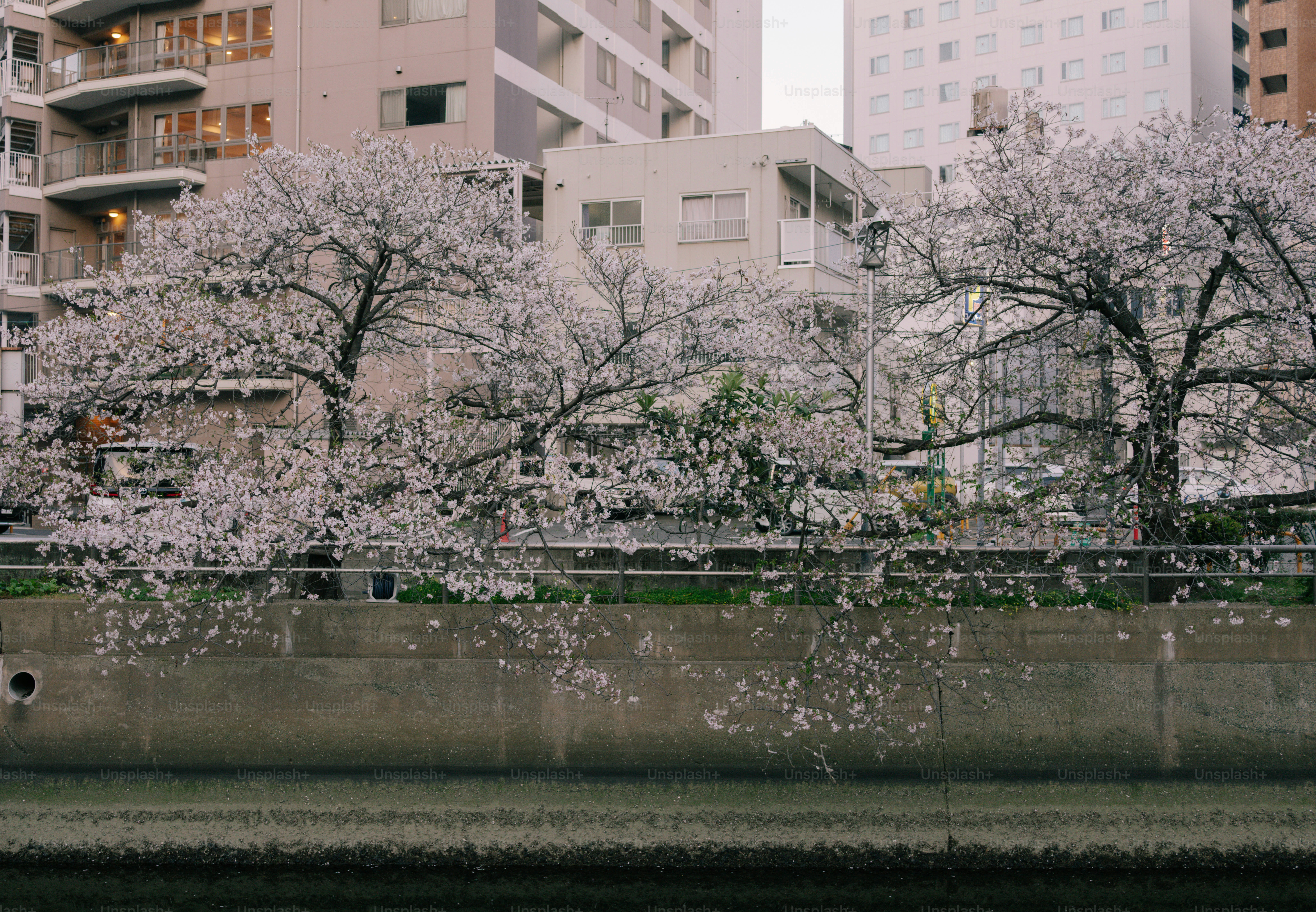 夜の通り道に咲く桜。の写真 – Unsplashの日本の無料画像