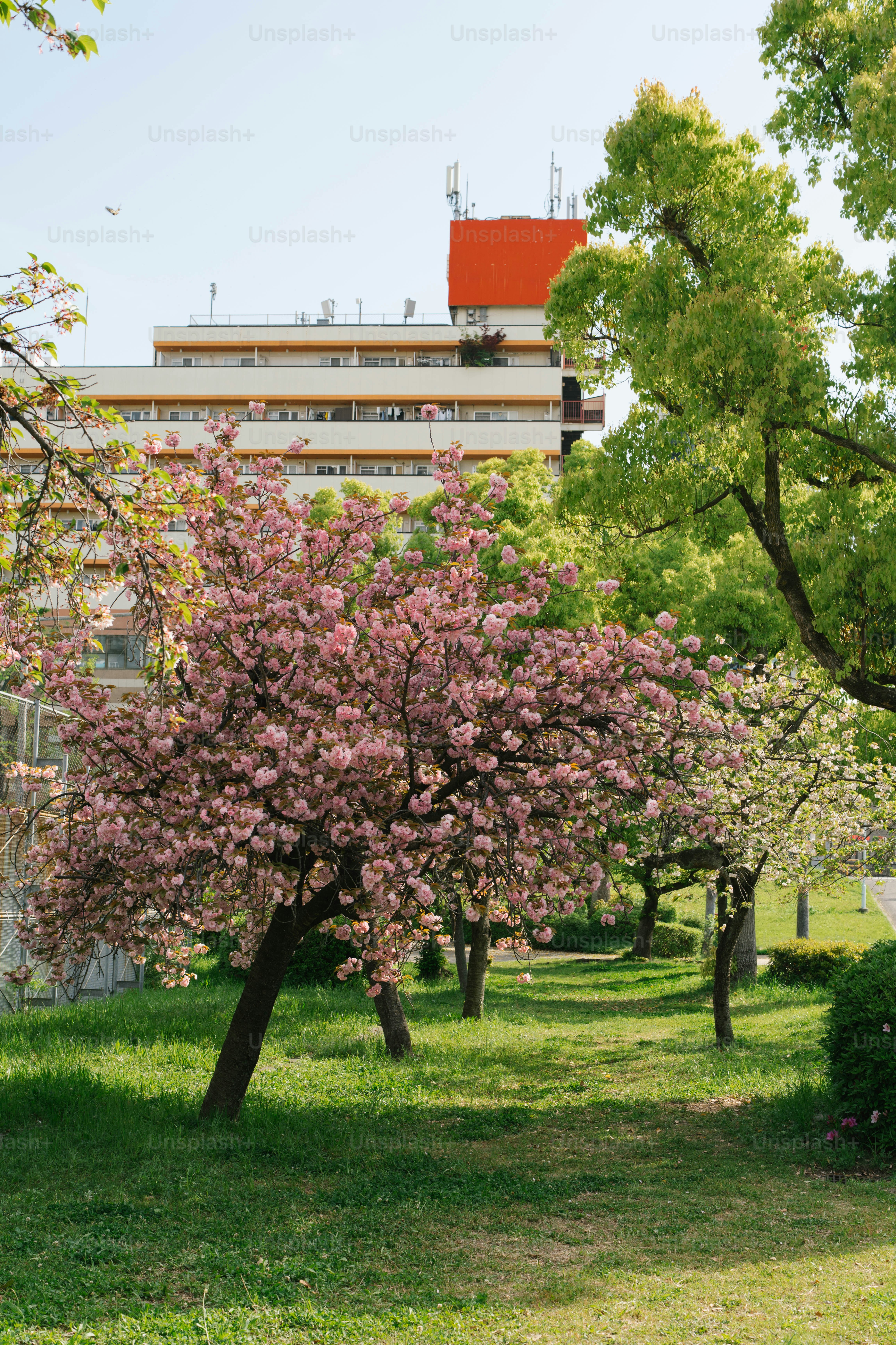 Les cerisiers roses fleurissent dans un parc avec des bâtiments.