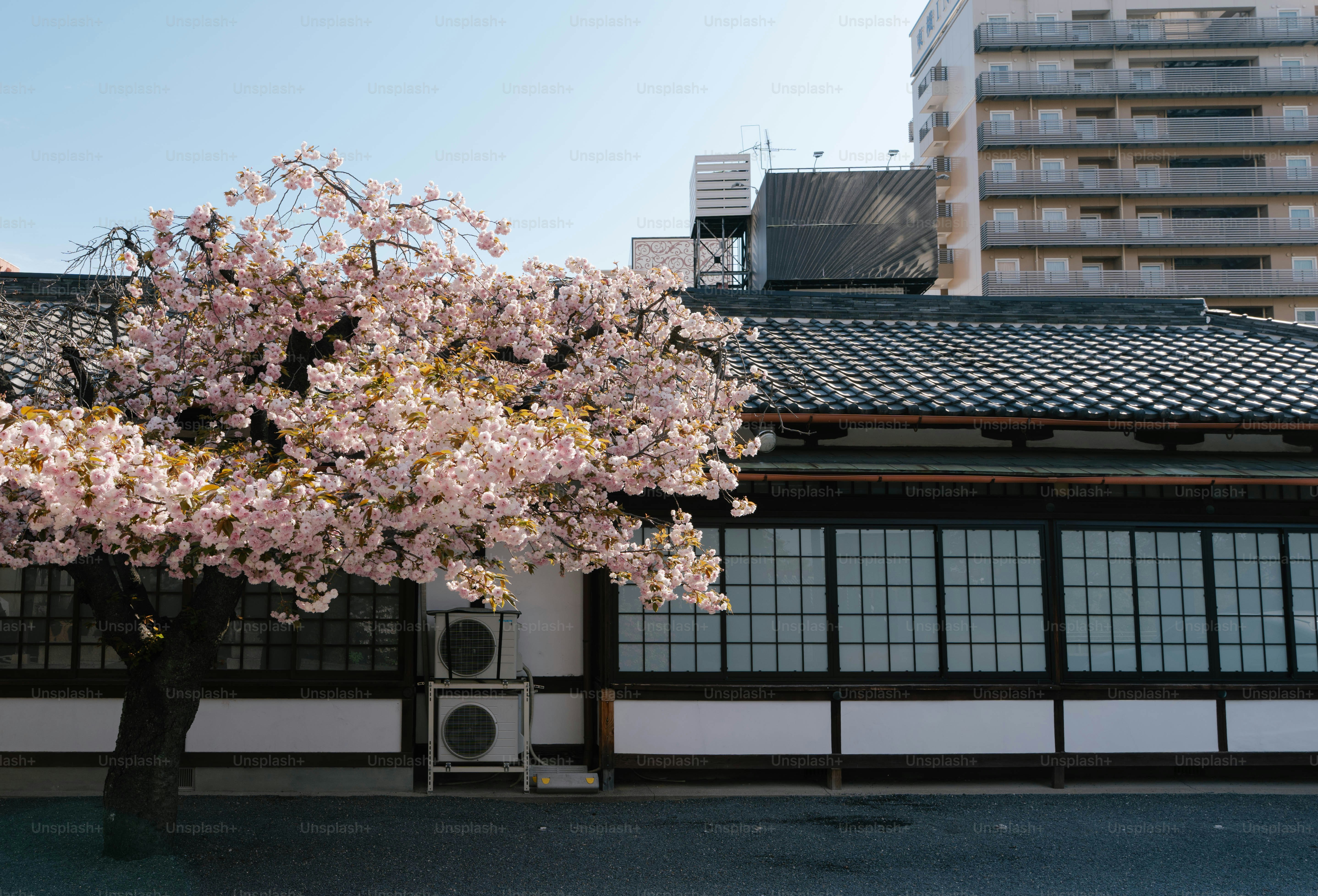 Cerisier en fleurs devant un bâtiment japonais traditionnel.