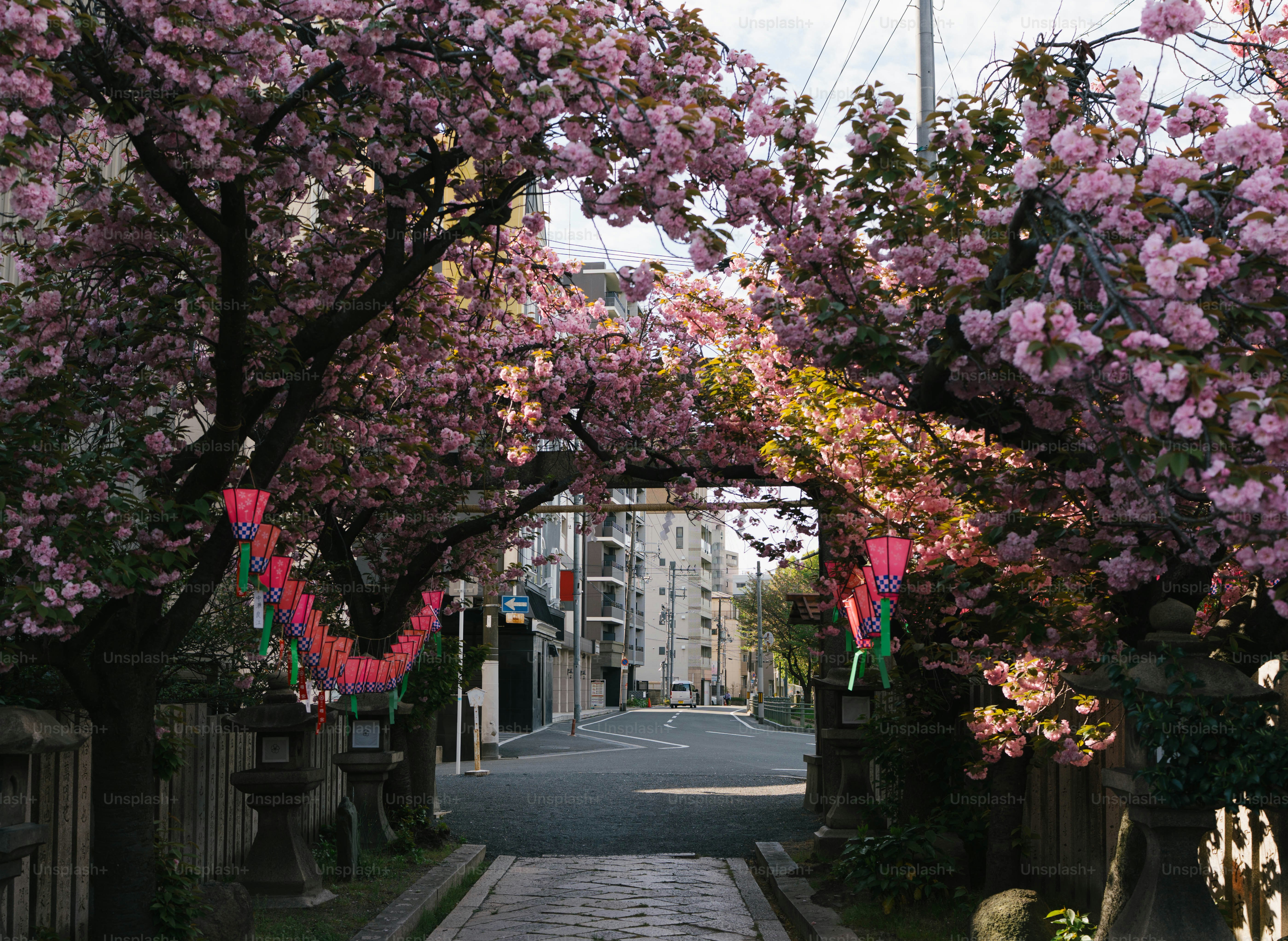 Pink cherry blossoms bloom in front of a building. photo – Flowers ...