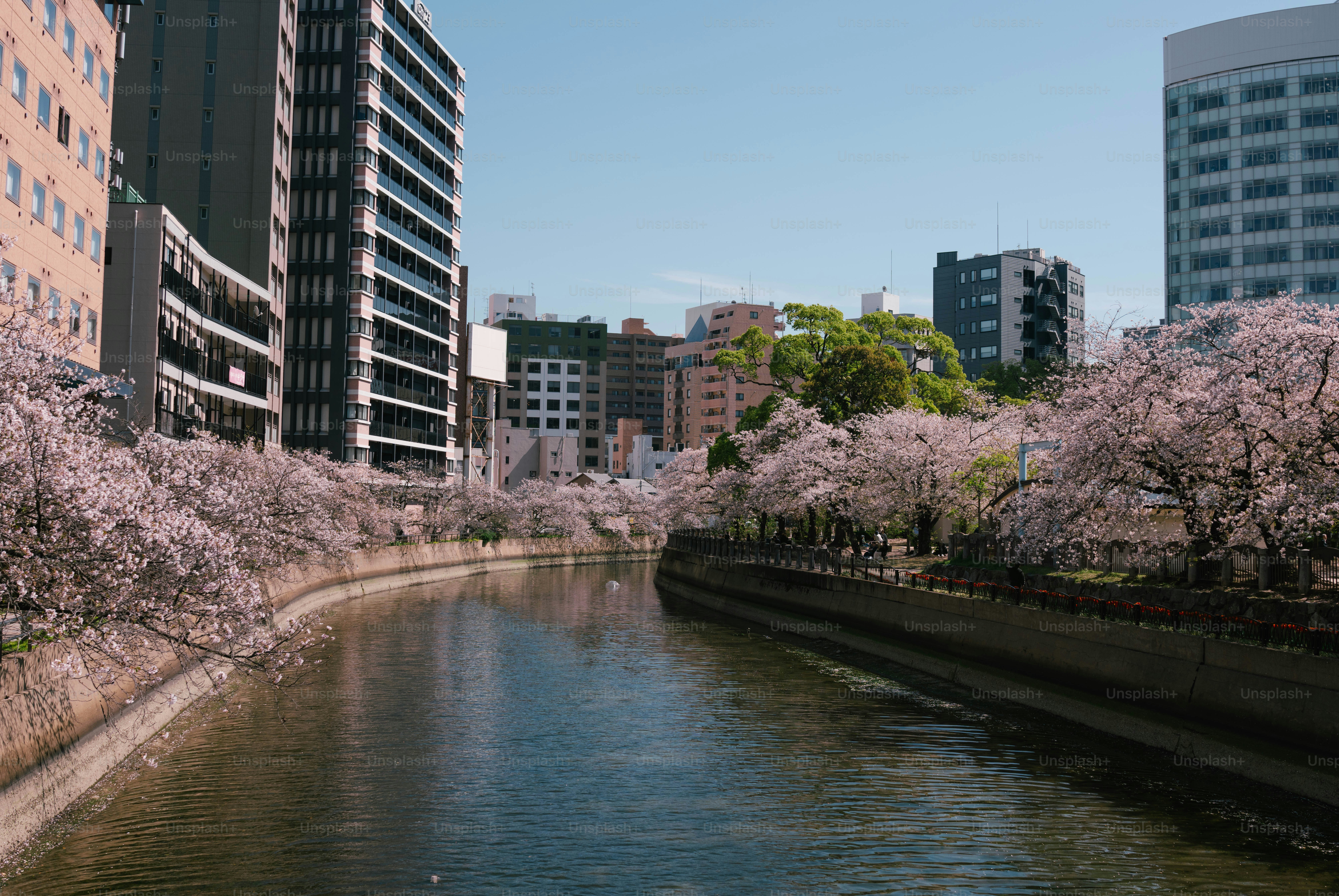 Rivière bordée de cerisiers en fleurs dans une ville