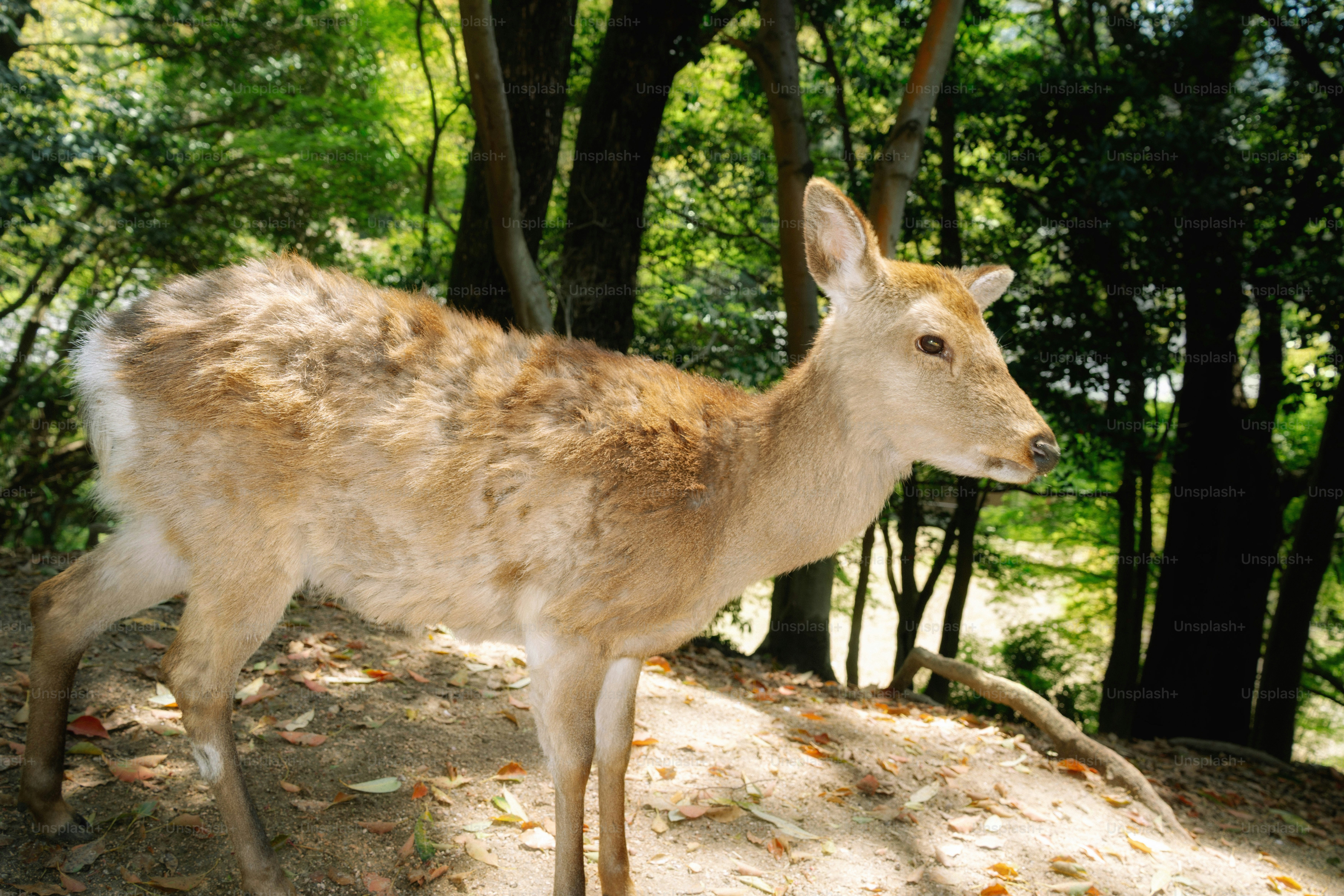 A deer stands in a sunlit forest clearing. photo – Forest Image on Unsplash