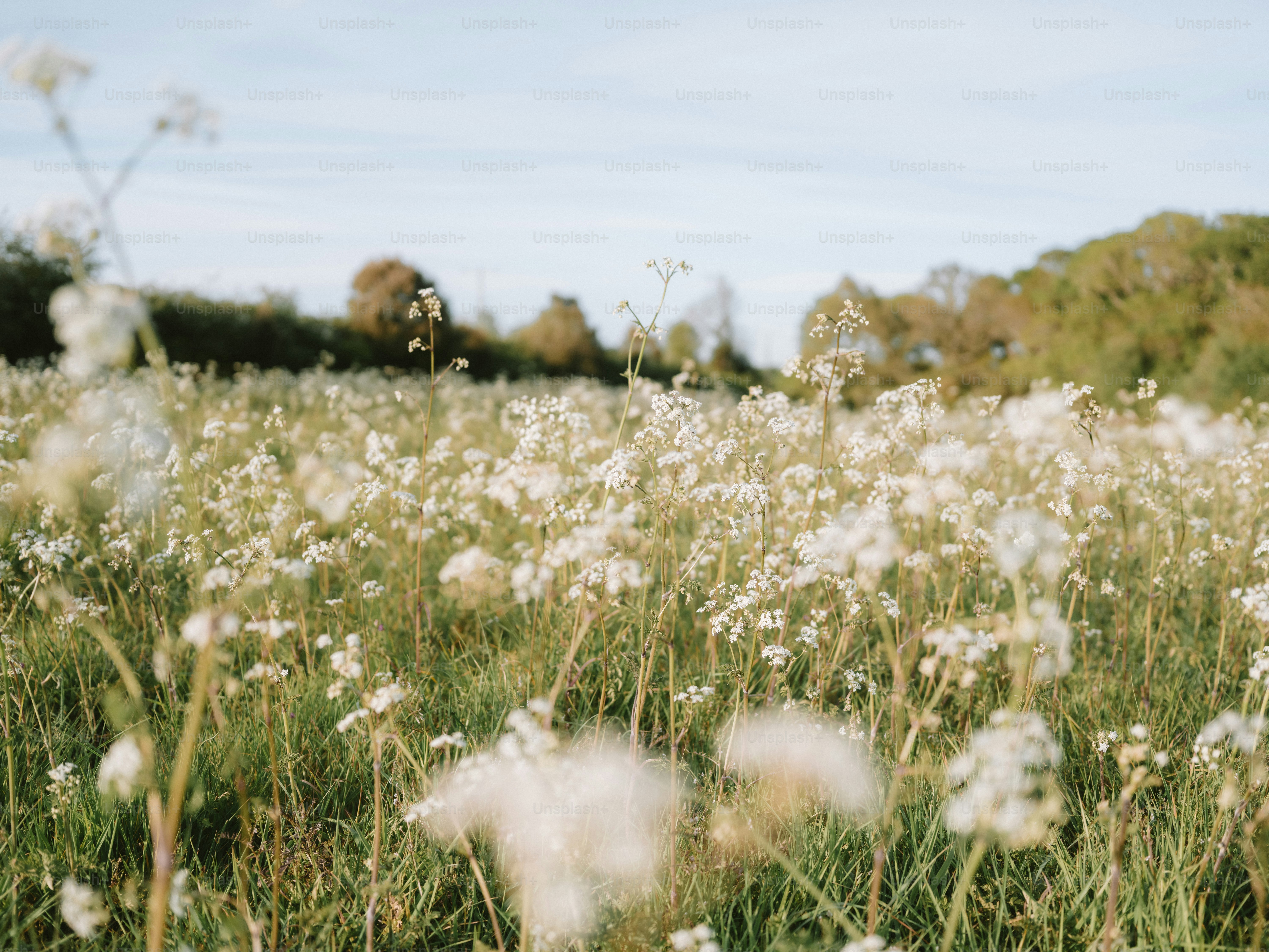 Field of white wildflowers under a blue sky.