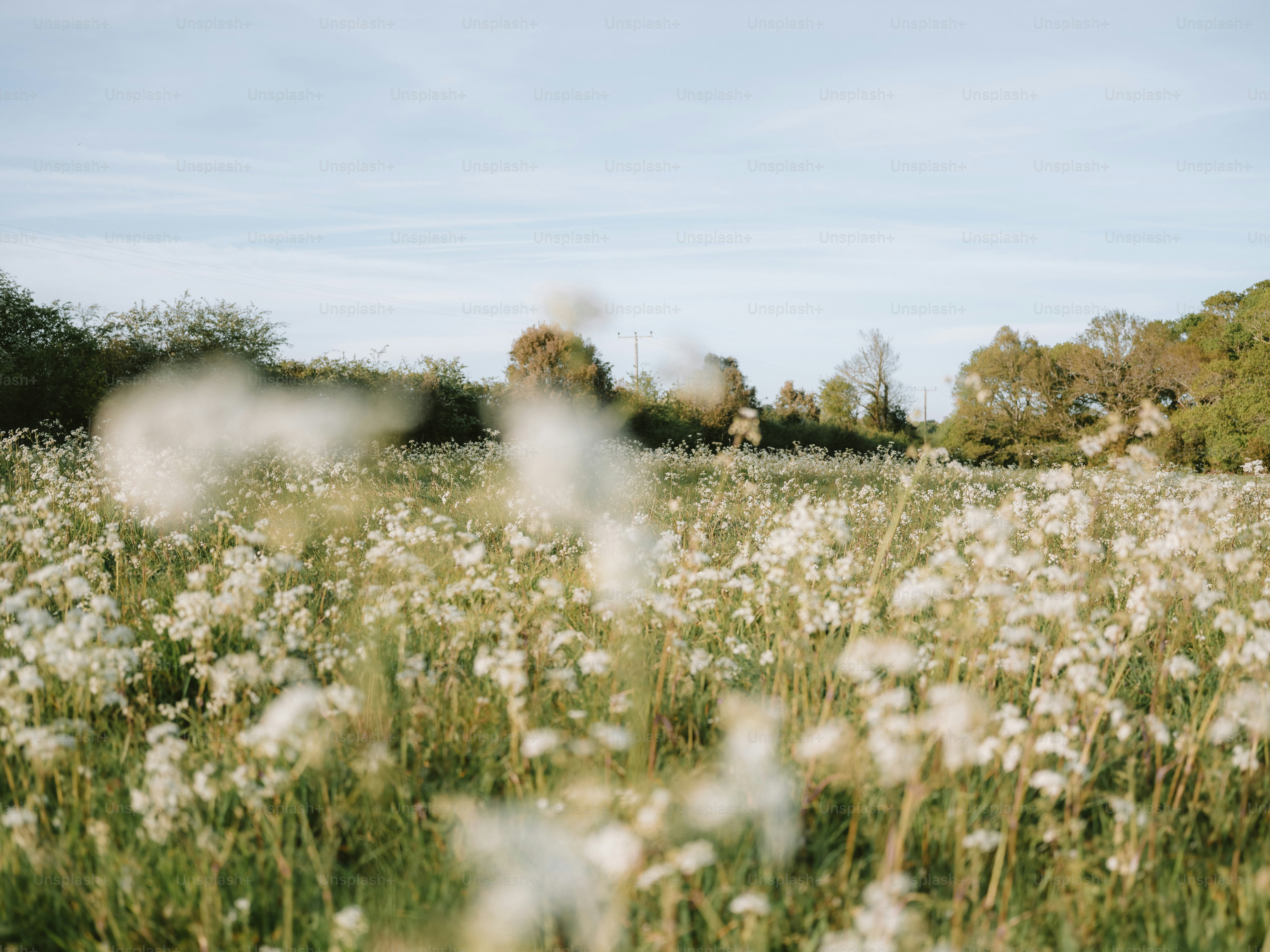 Field of white wildflowers under a clear sky