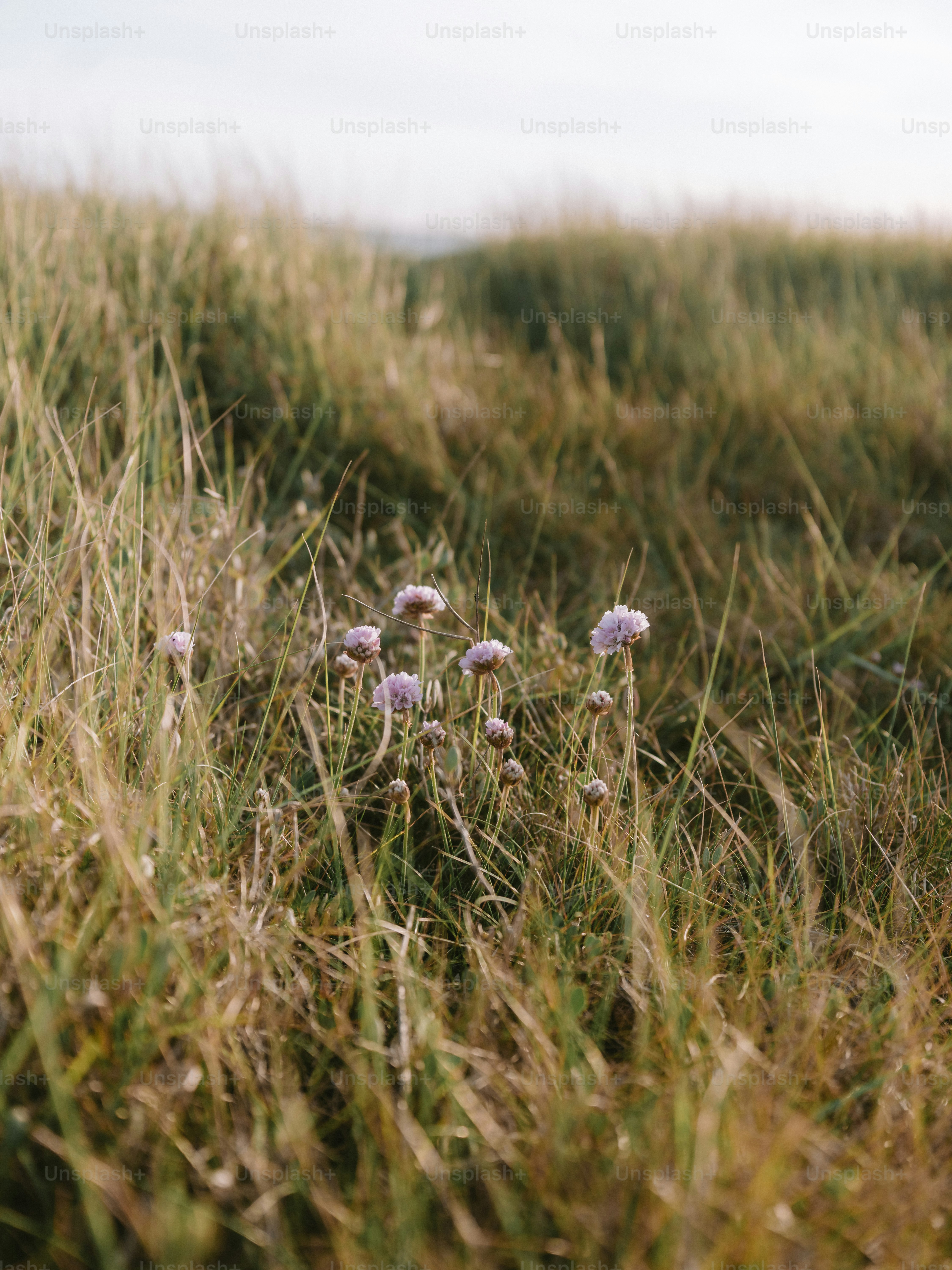 Delicate purple flowers bloom in tall coastal grass.