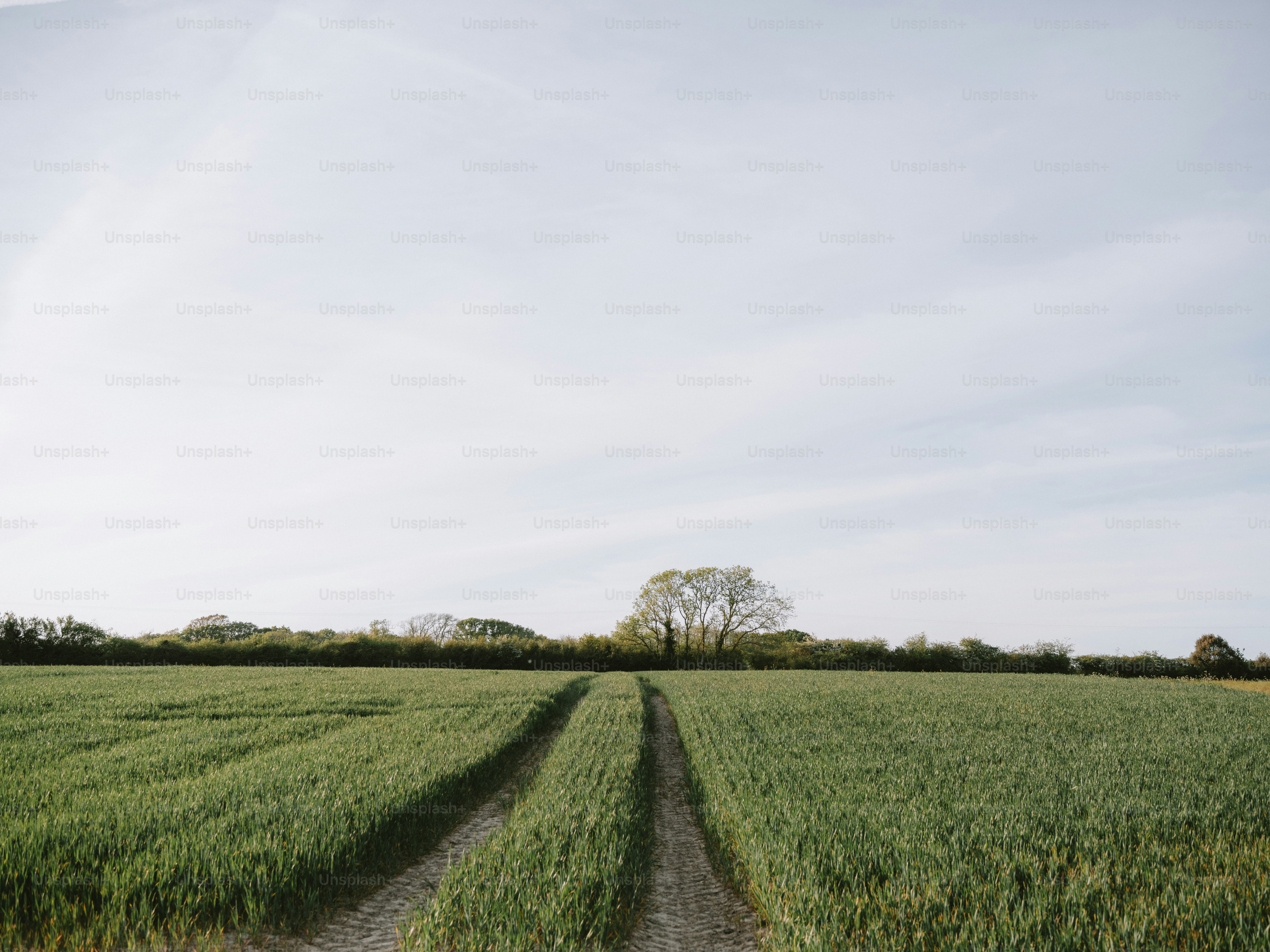 A dirt track leads through a green field under sky.