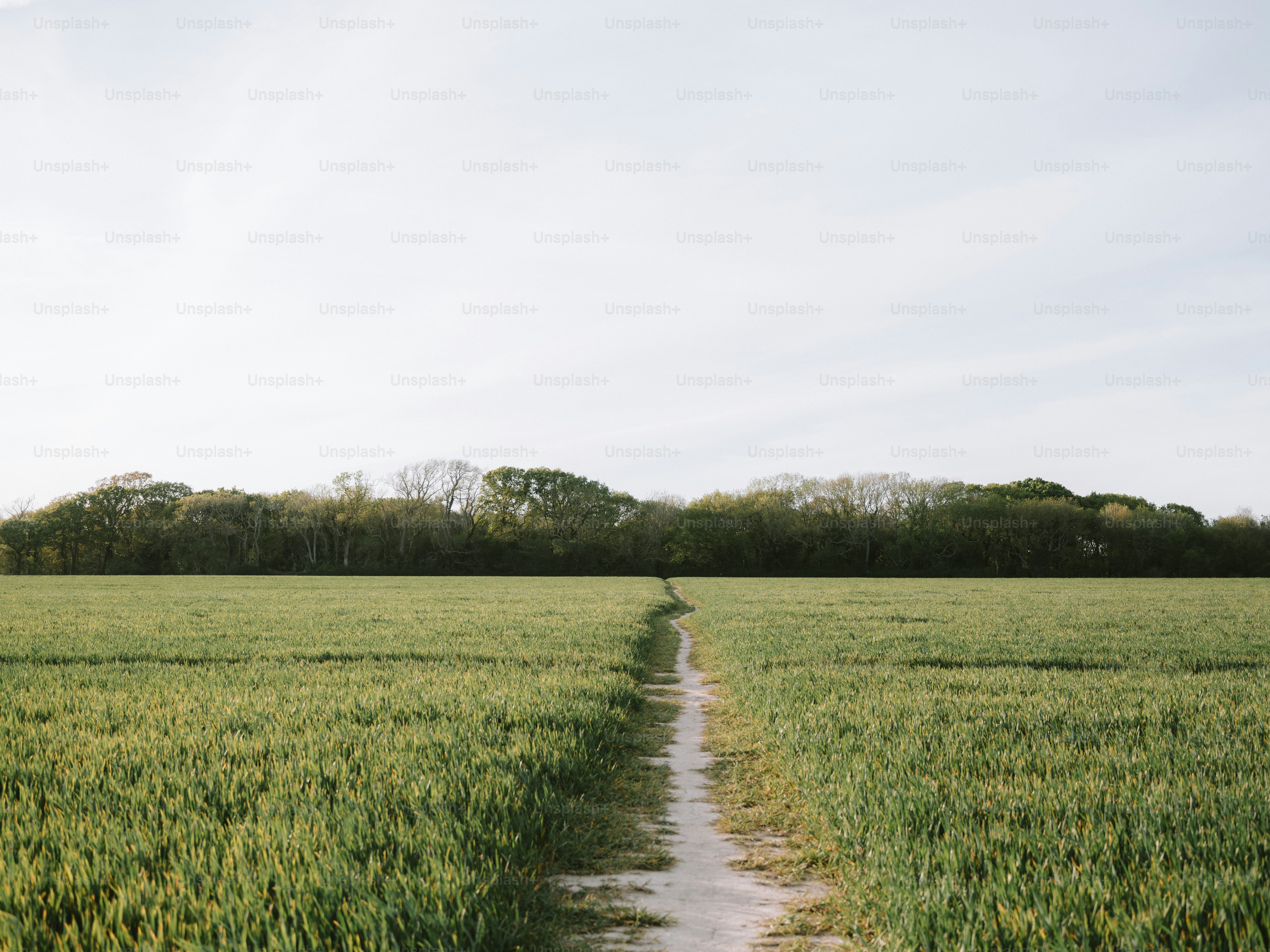 A narrow path through a green field towards trees.