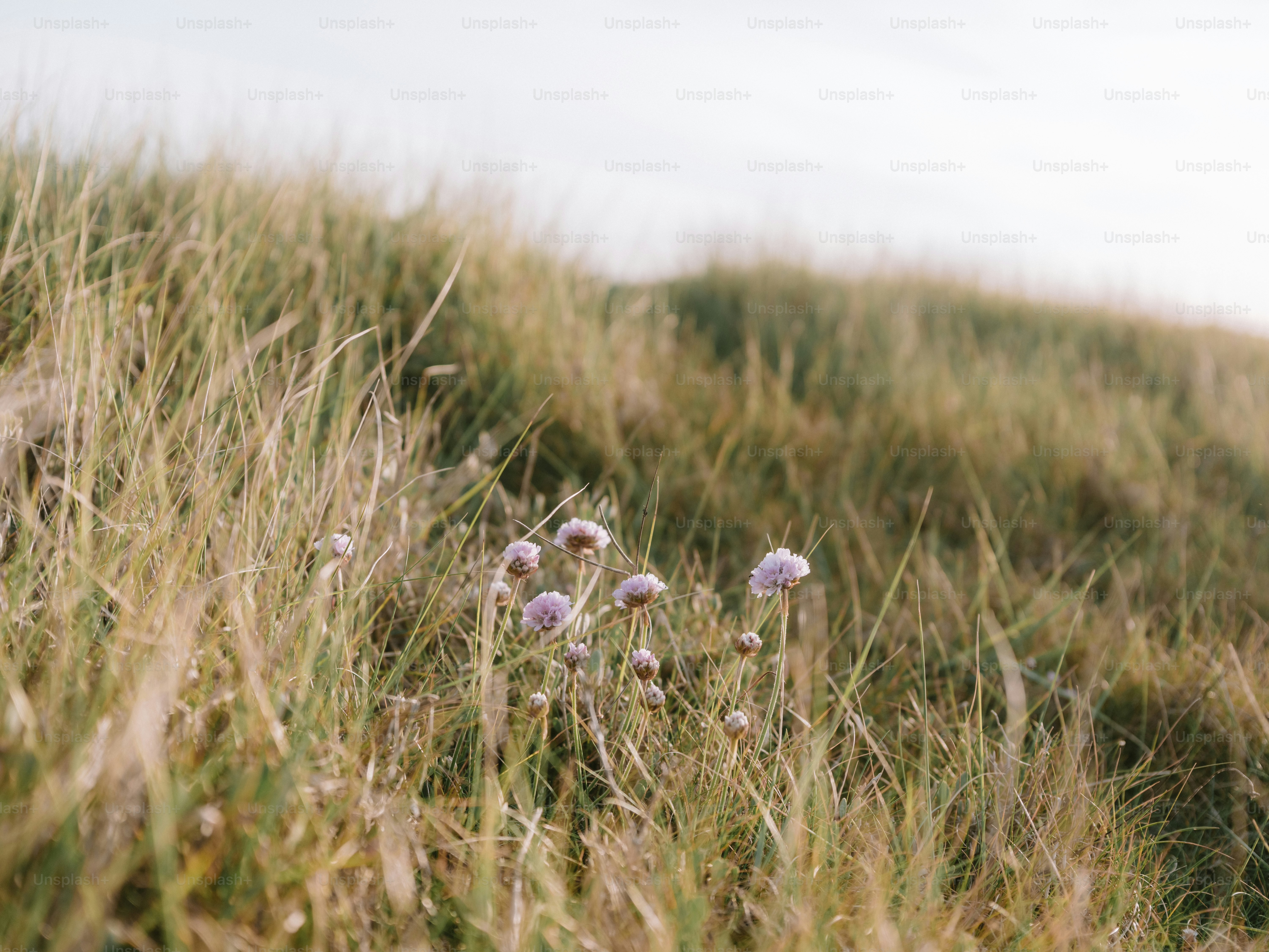 Wildflowers bloom in tall, dry grass under a bright sky.