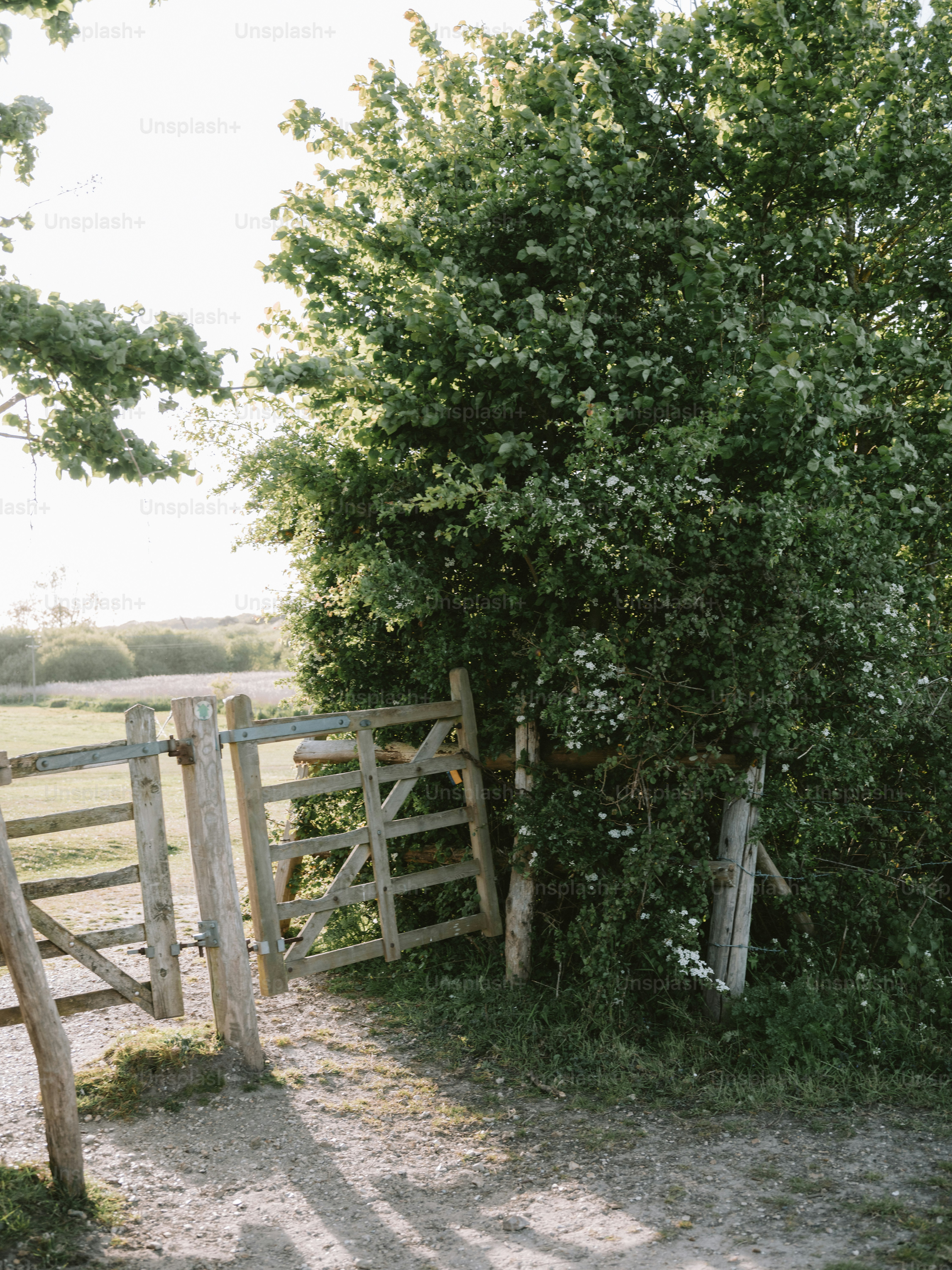 Wooden gate leading to a sunlit field and trees