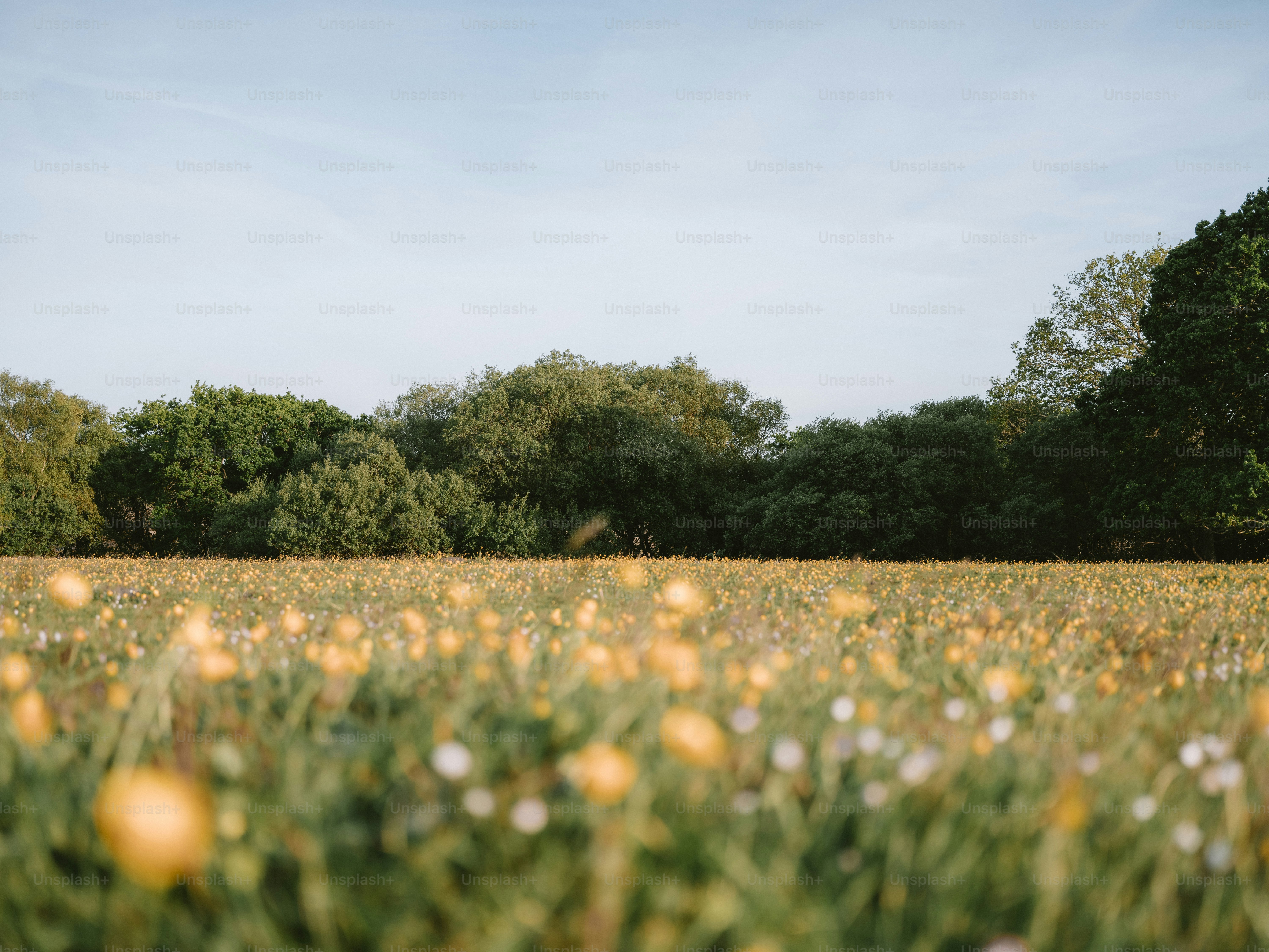 A field of yellow flowers under a clear sky.