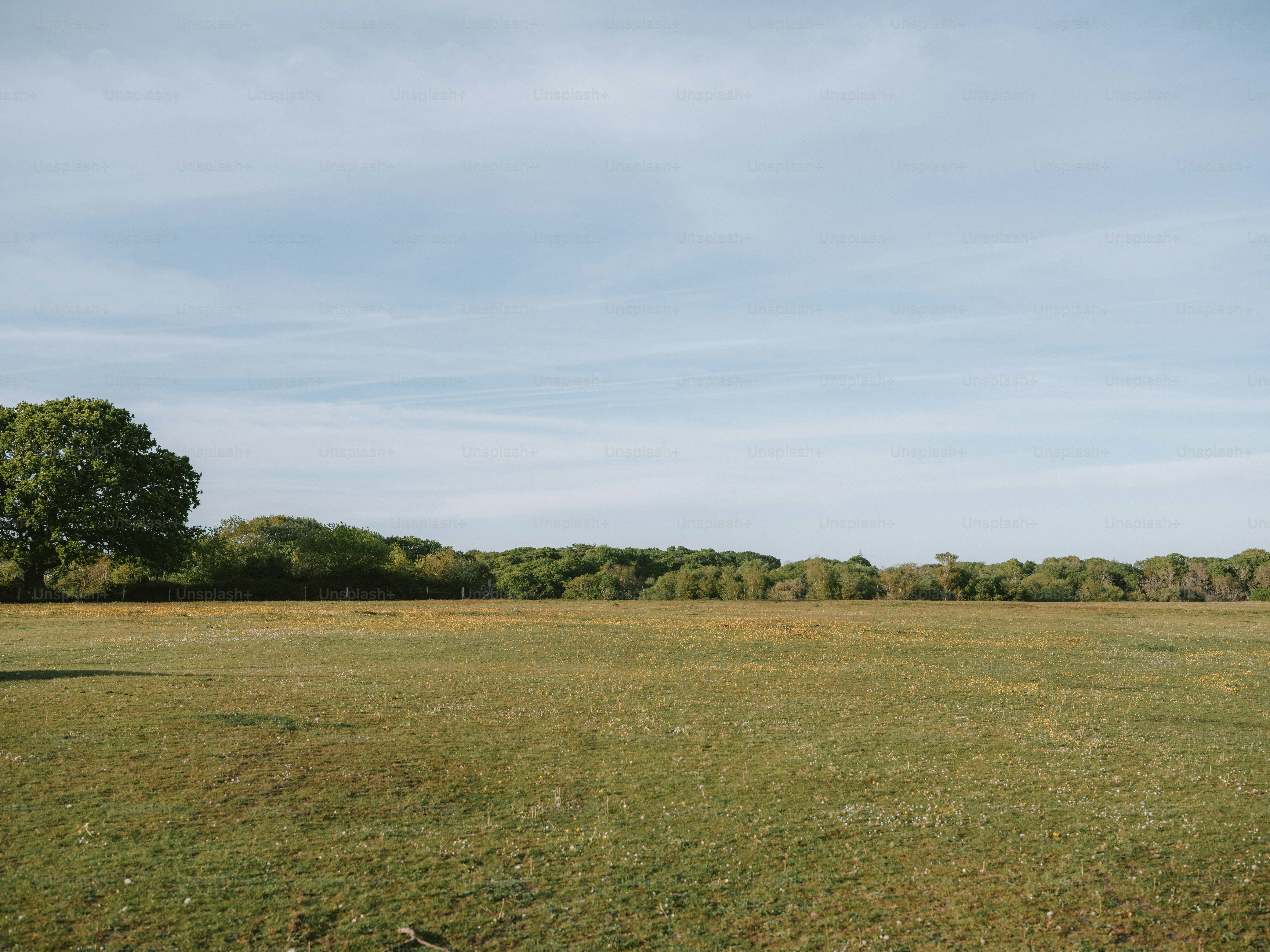 Grassy field with trees under a blue sky.