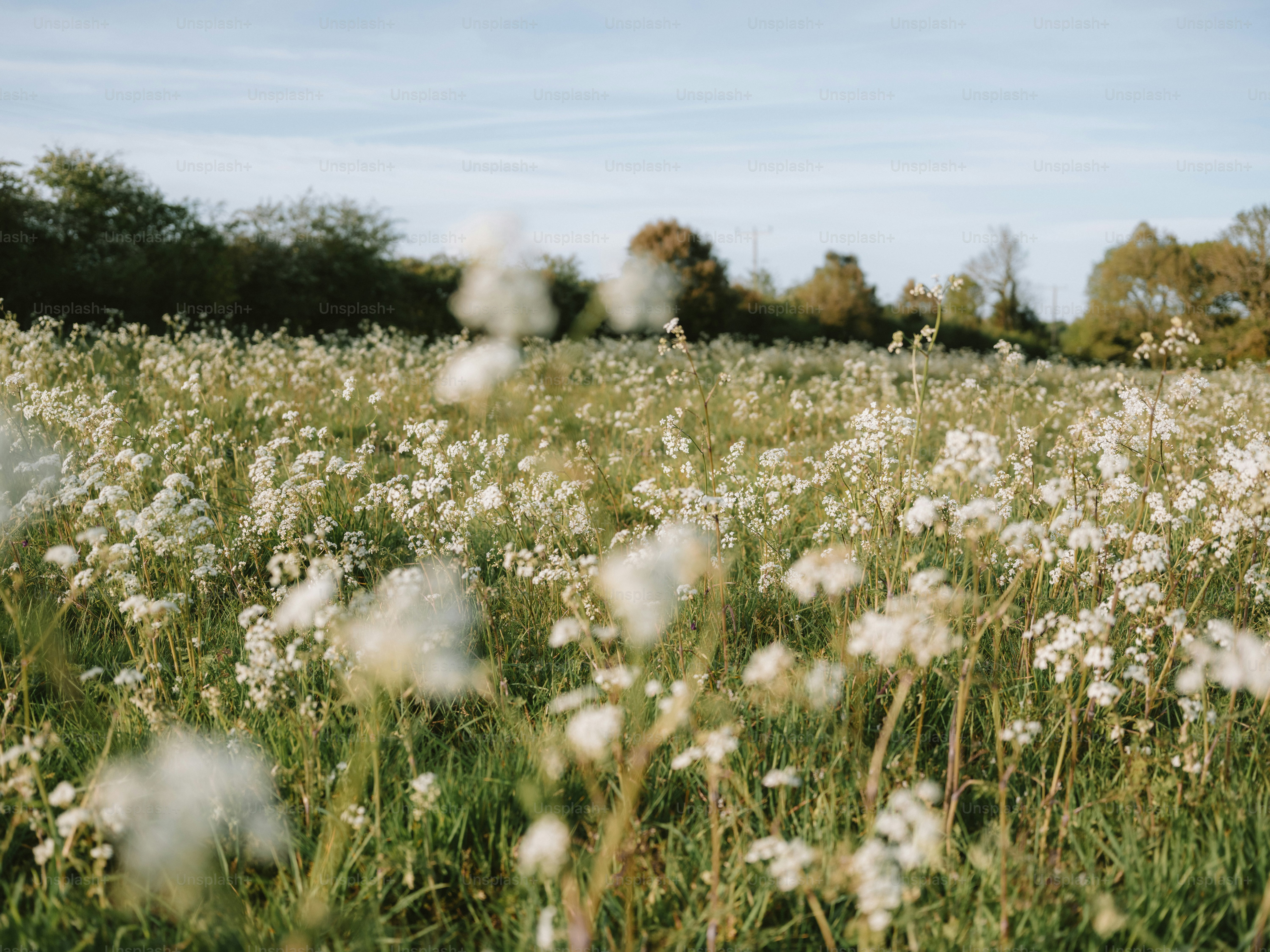 Field of white wildflowers under a blue sky