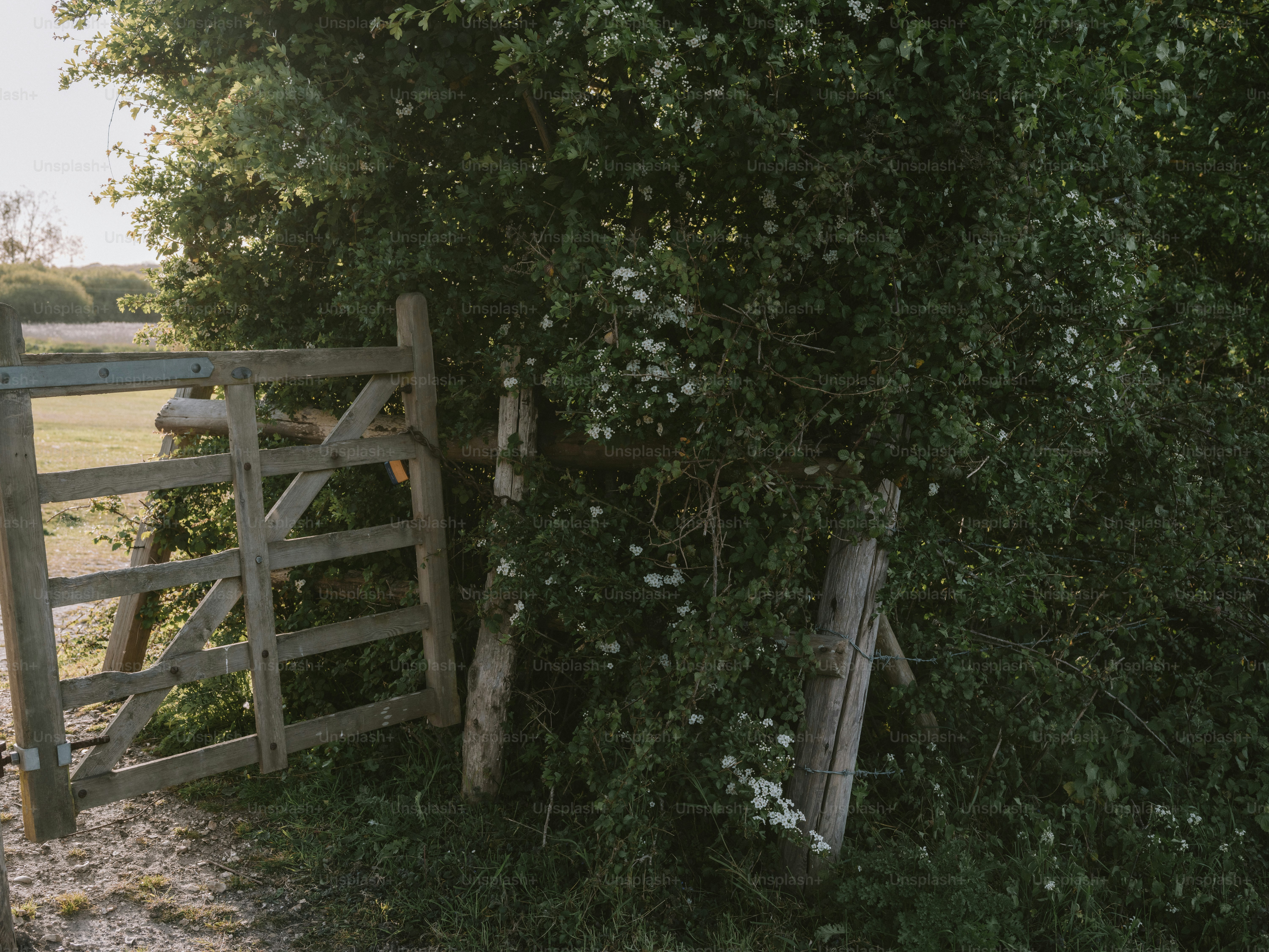 Wooden gate in a lush green hedge with white flowers