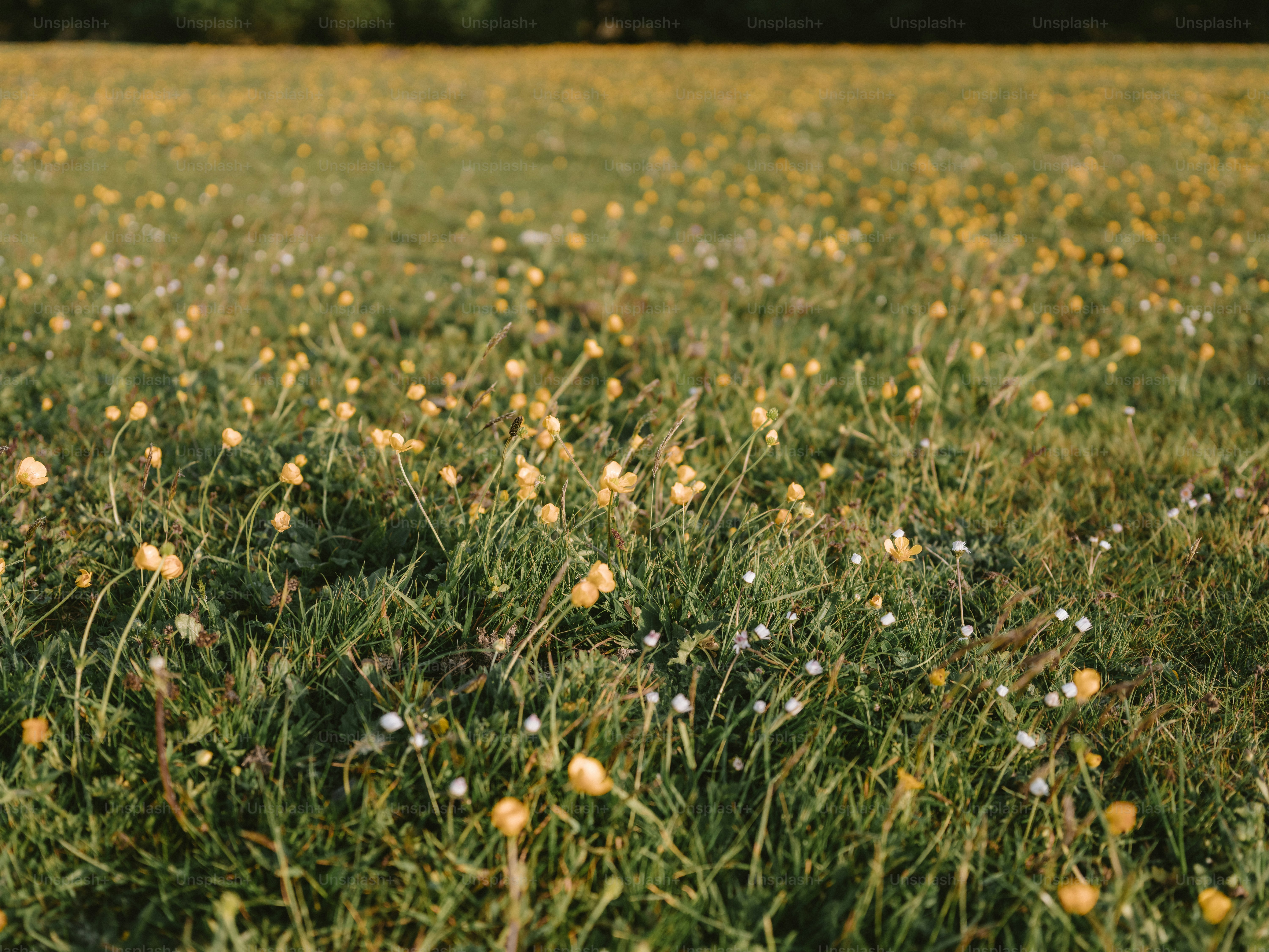 A field of green grass with small yellow flowers.