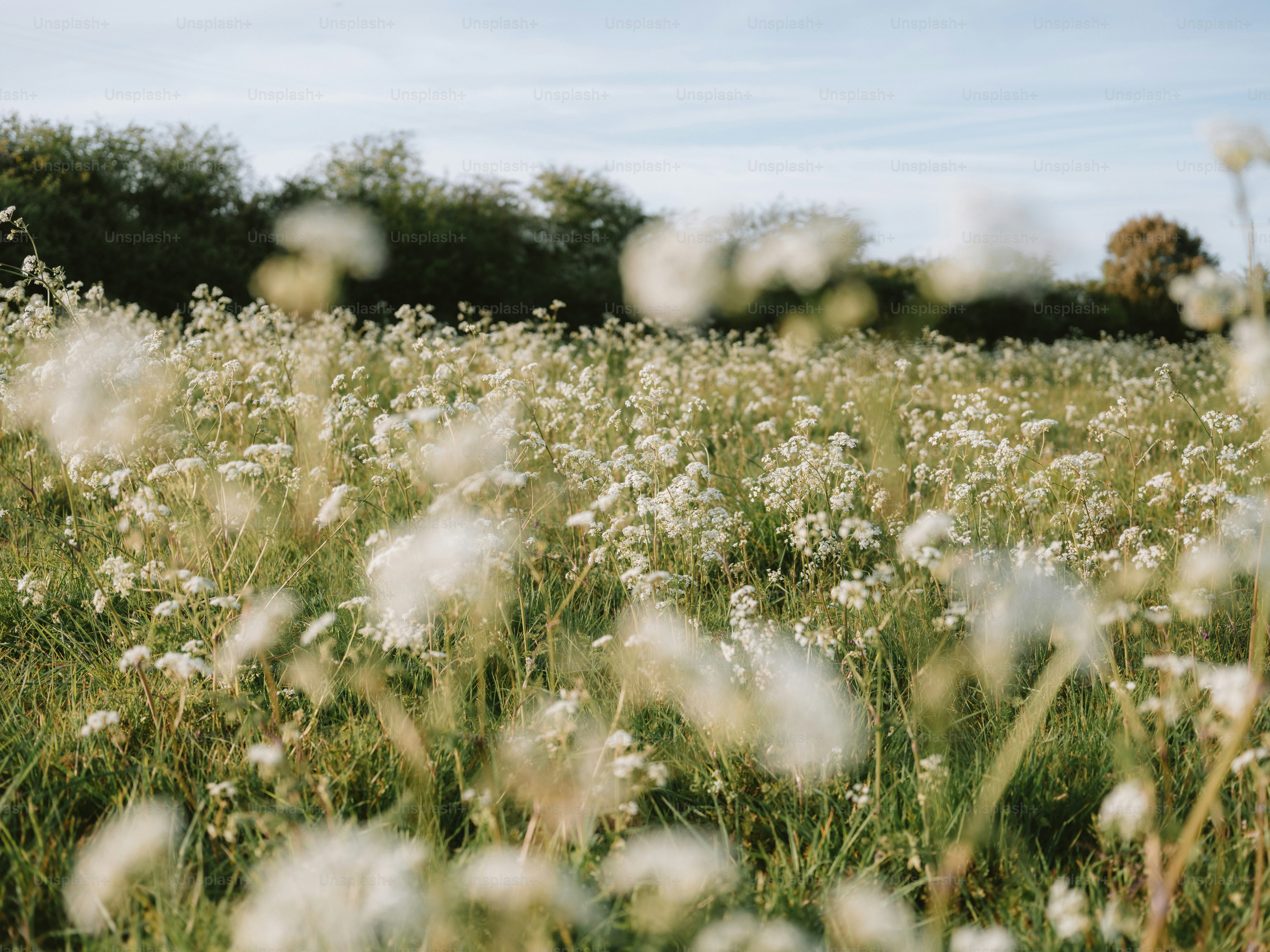 Field of white wildflowers under a blue sky