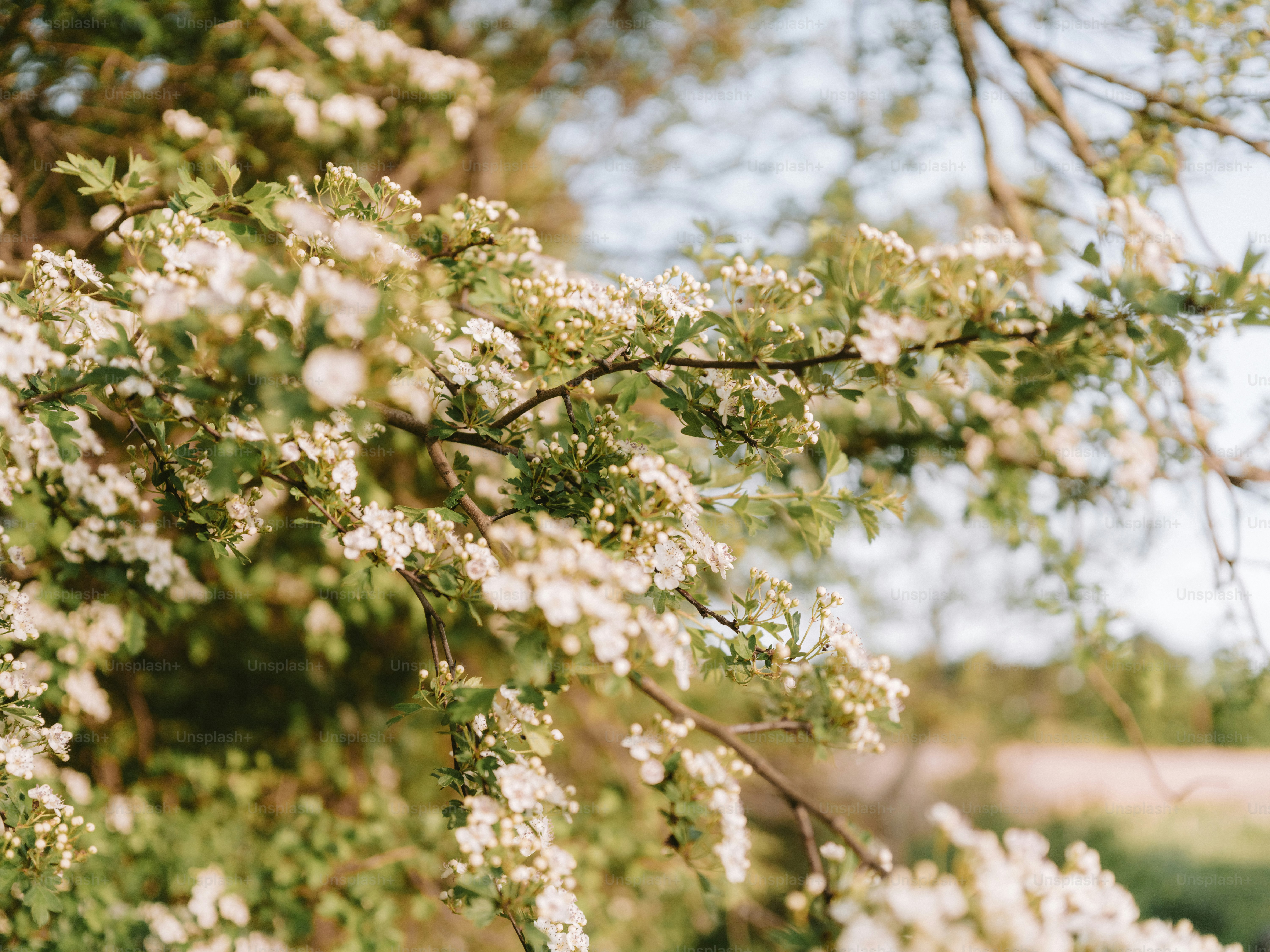 A delicate branch covered in small white flowers.